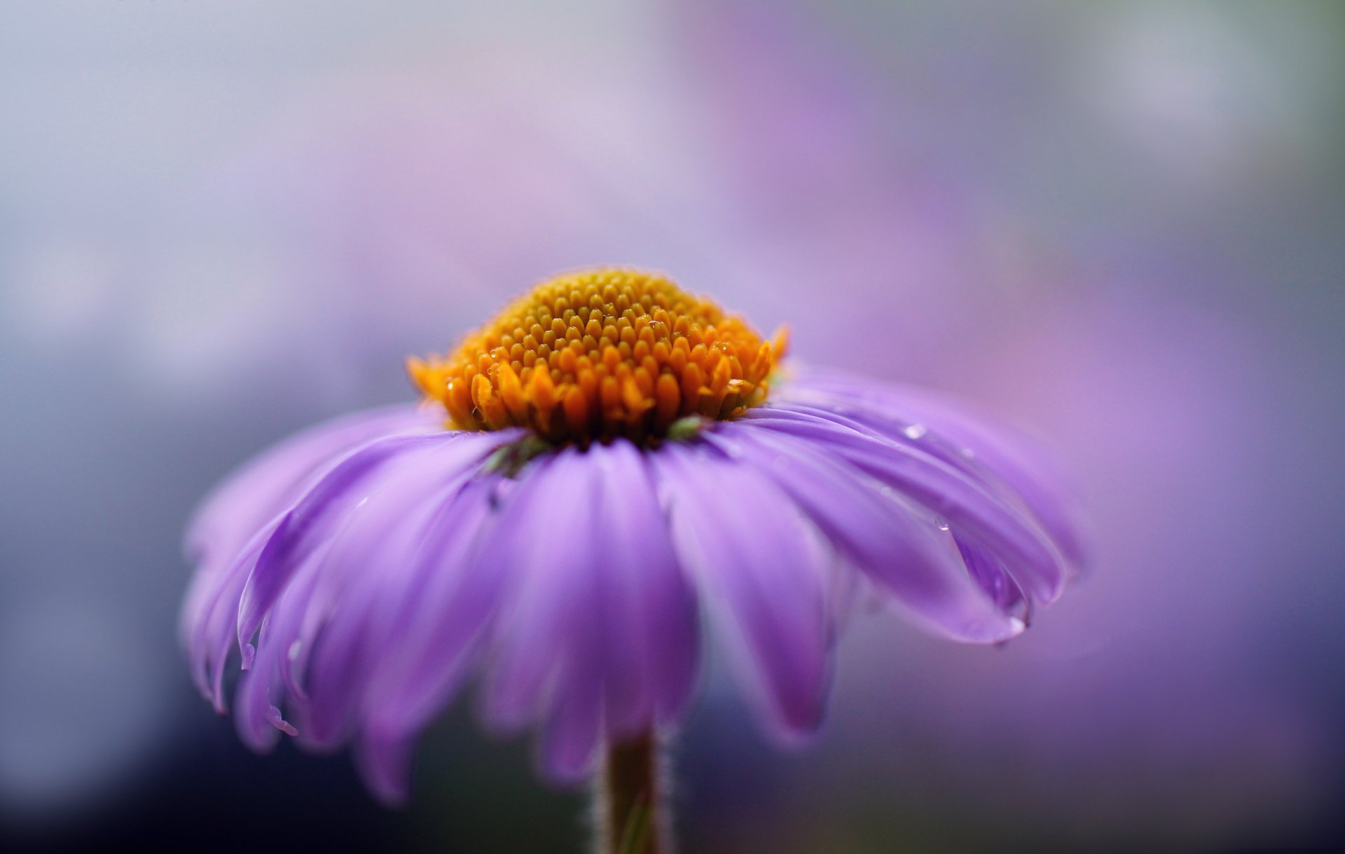 flower purple close up petals chrysanthemum