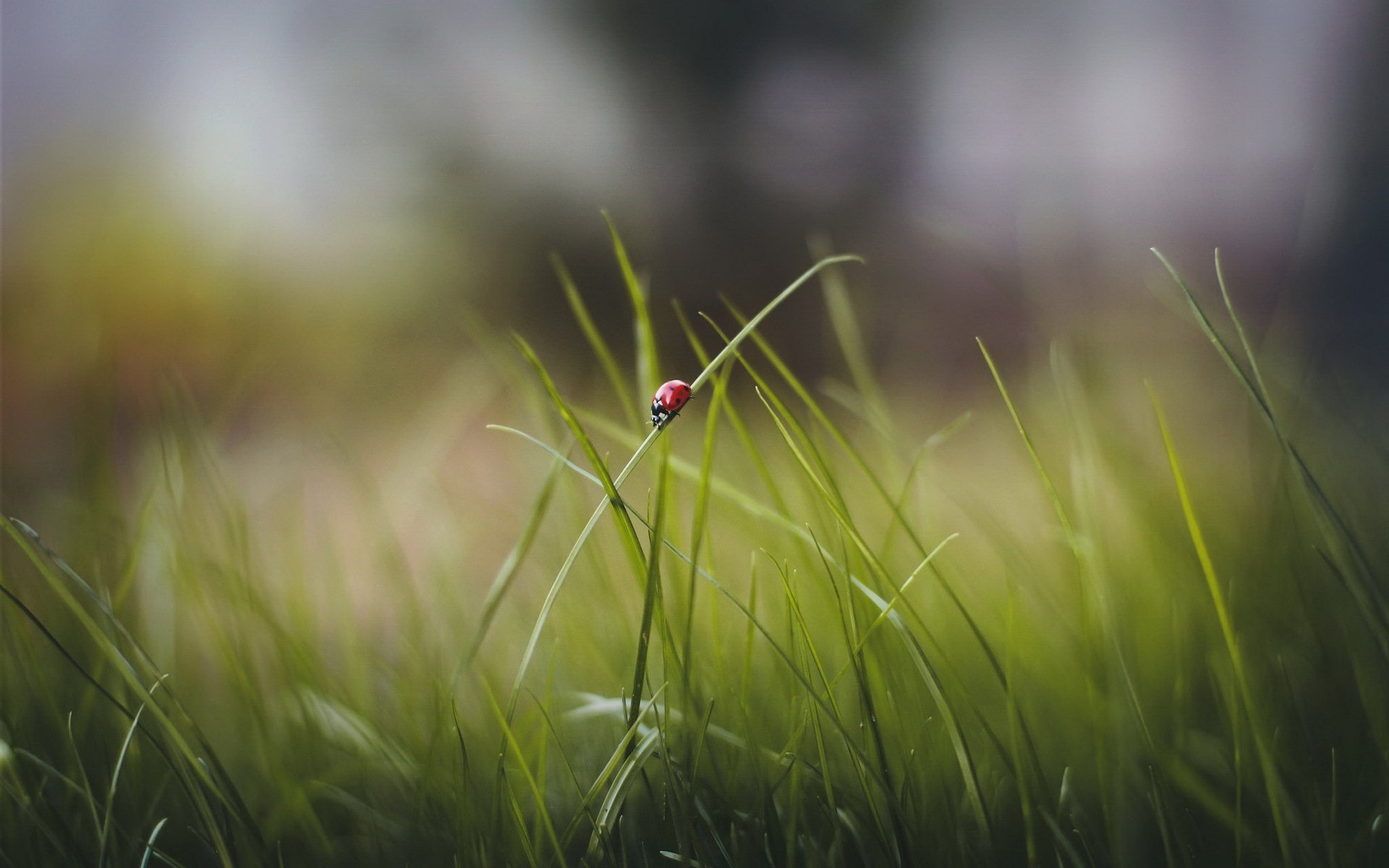 grass leaves ladybug