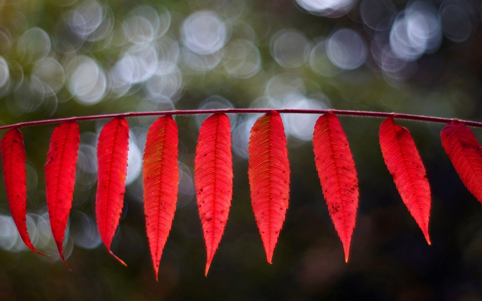 macro feuille foliole feuilles folioles rouge flou macro arrière-plan papier peint écran large plein écran écran large écran large