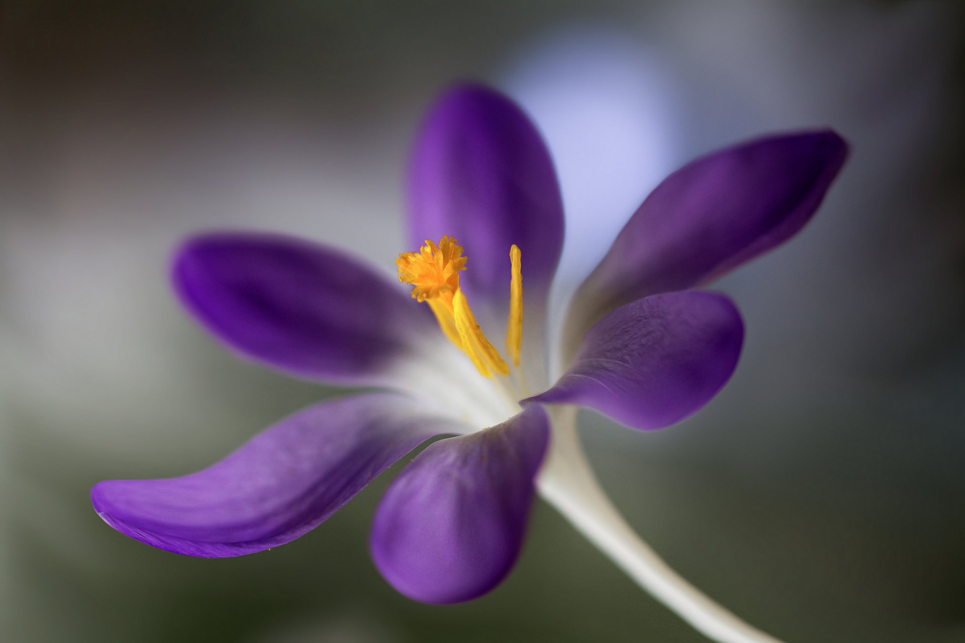 blume krokus unschärfe