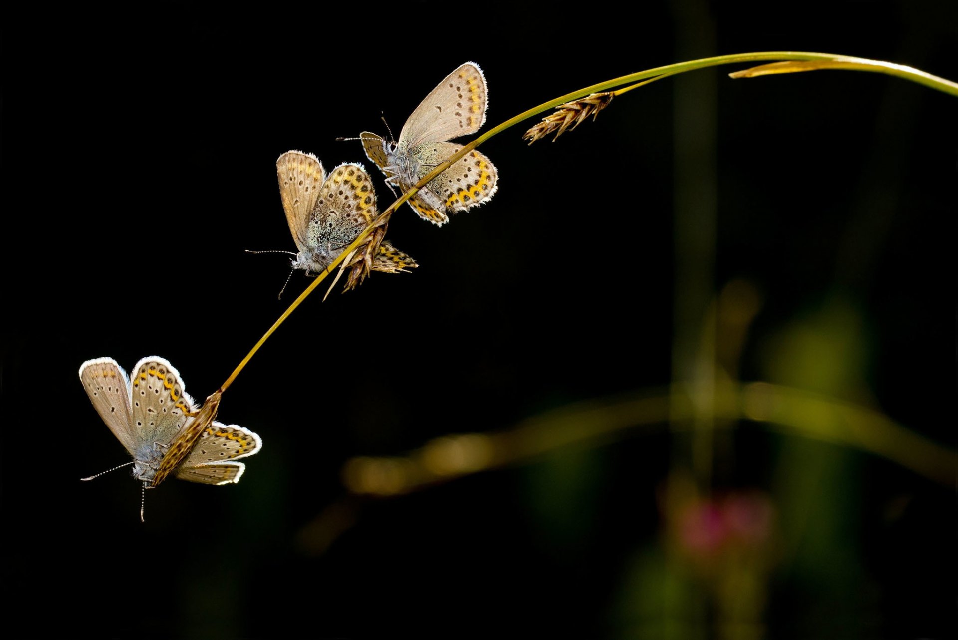 brin d herbe épillets papillons trio fond sombre