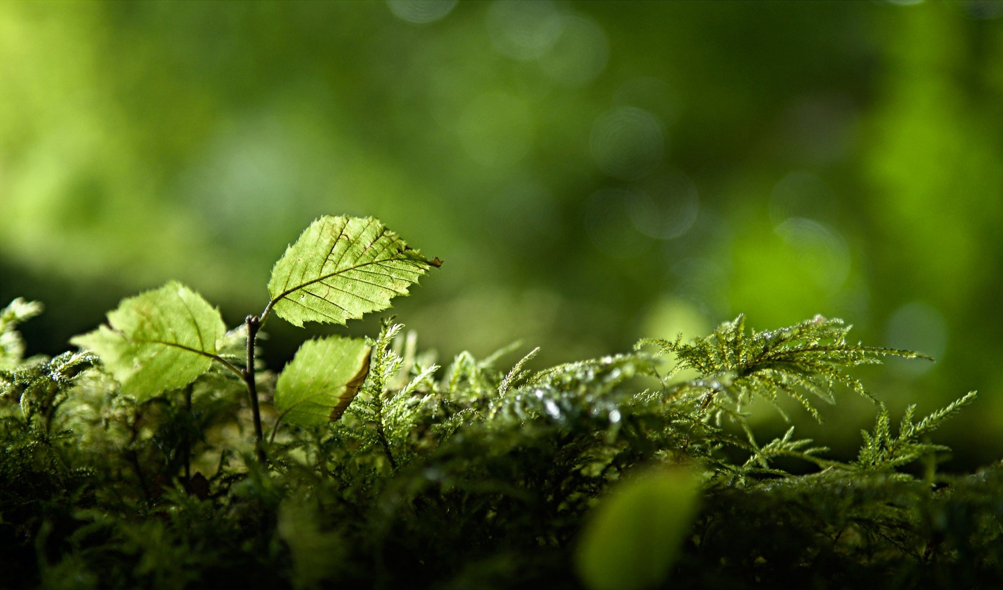 vegetación ramas naturaleza follaje bosque