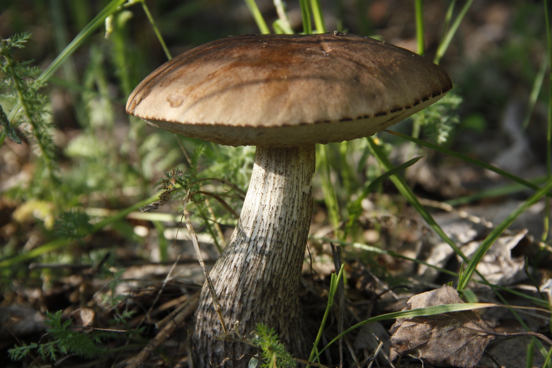 macro sfondo carta da parati fungo boletus estate pianta