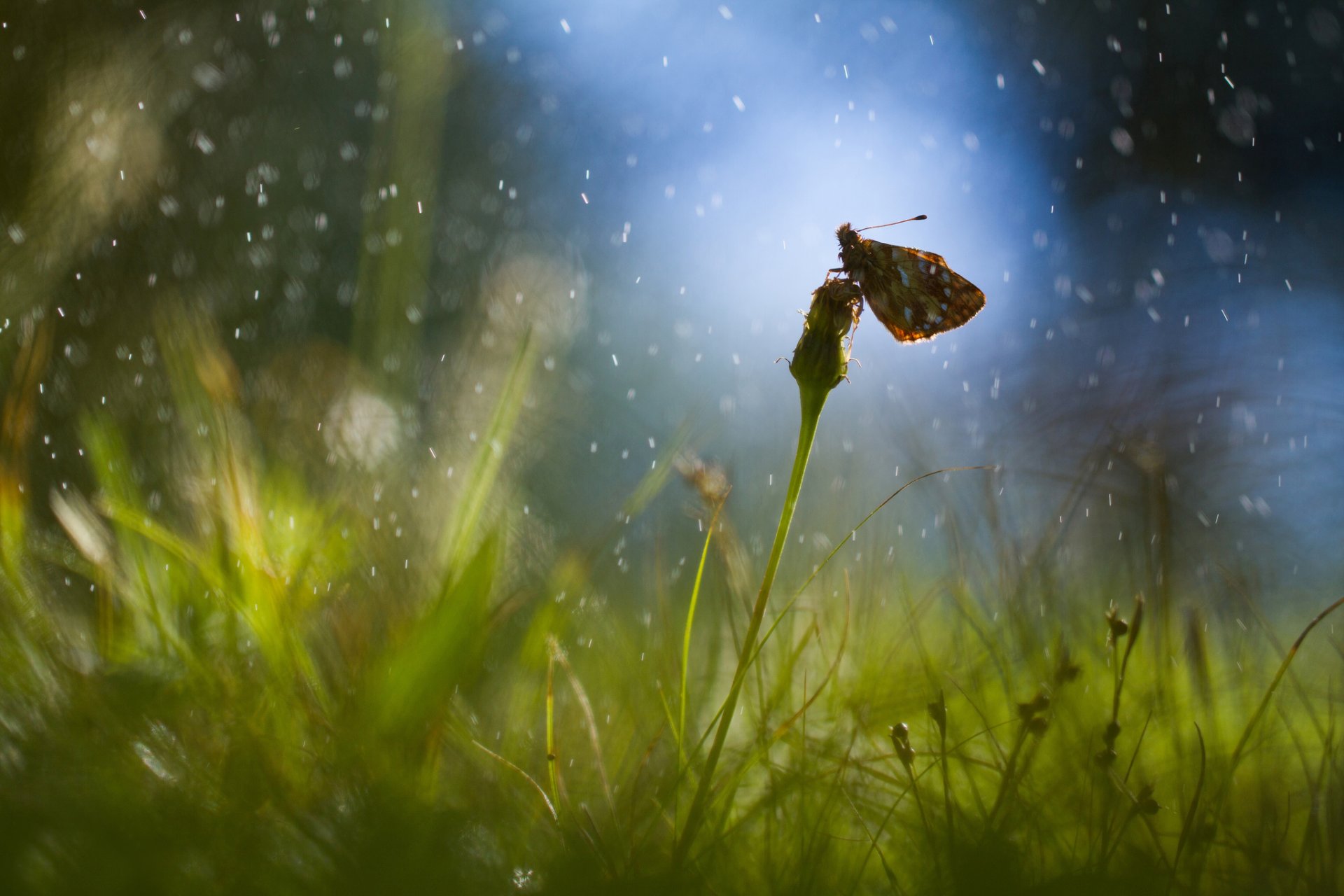 the field grass dandelion butterfly drops rain reflection