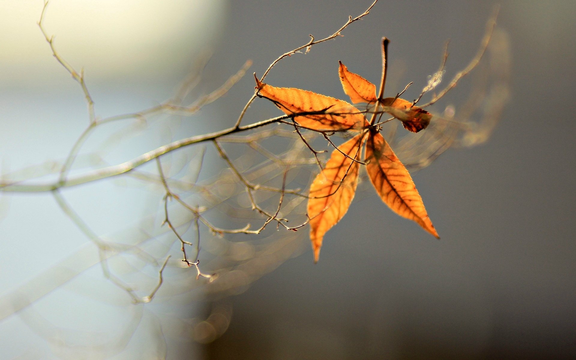 macro arbre feuilles folioles flou branche fond papier peint écran large plein écran écran large écran large