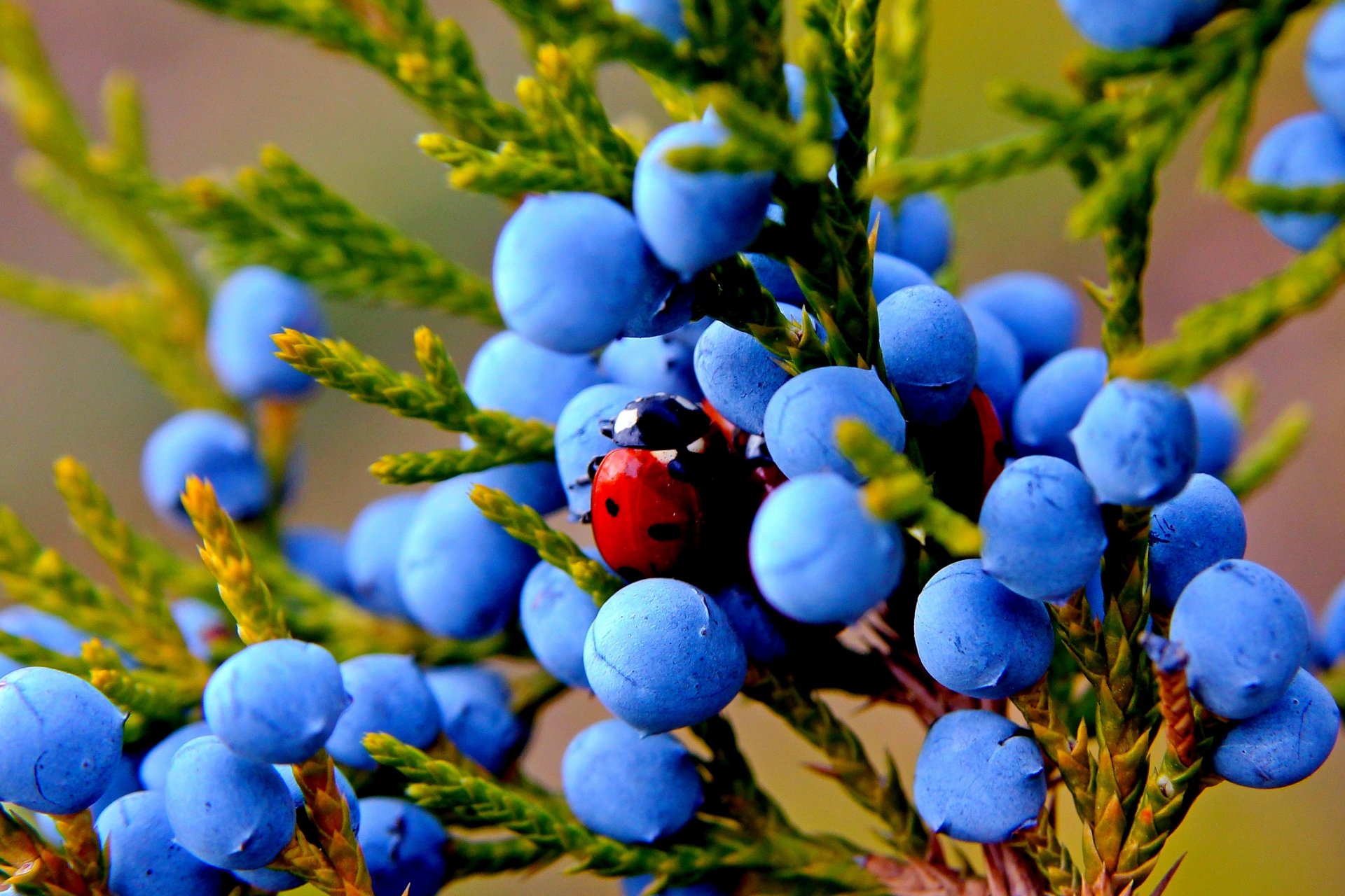 autunno natura macro ginepro frutta bacche pianta insetto coccinella