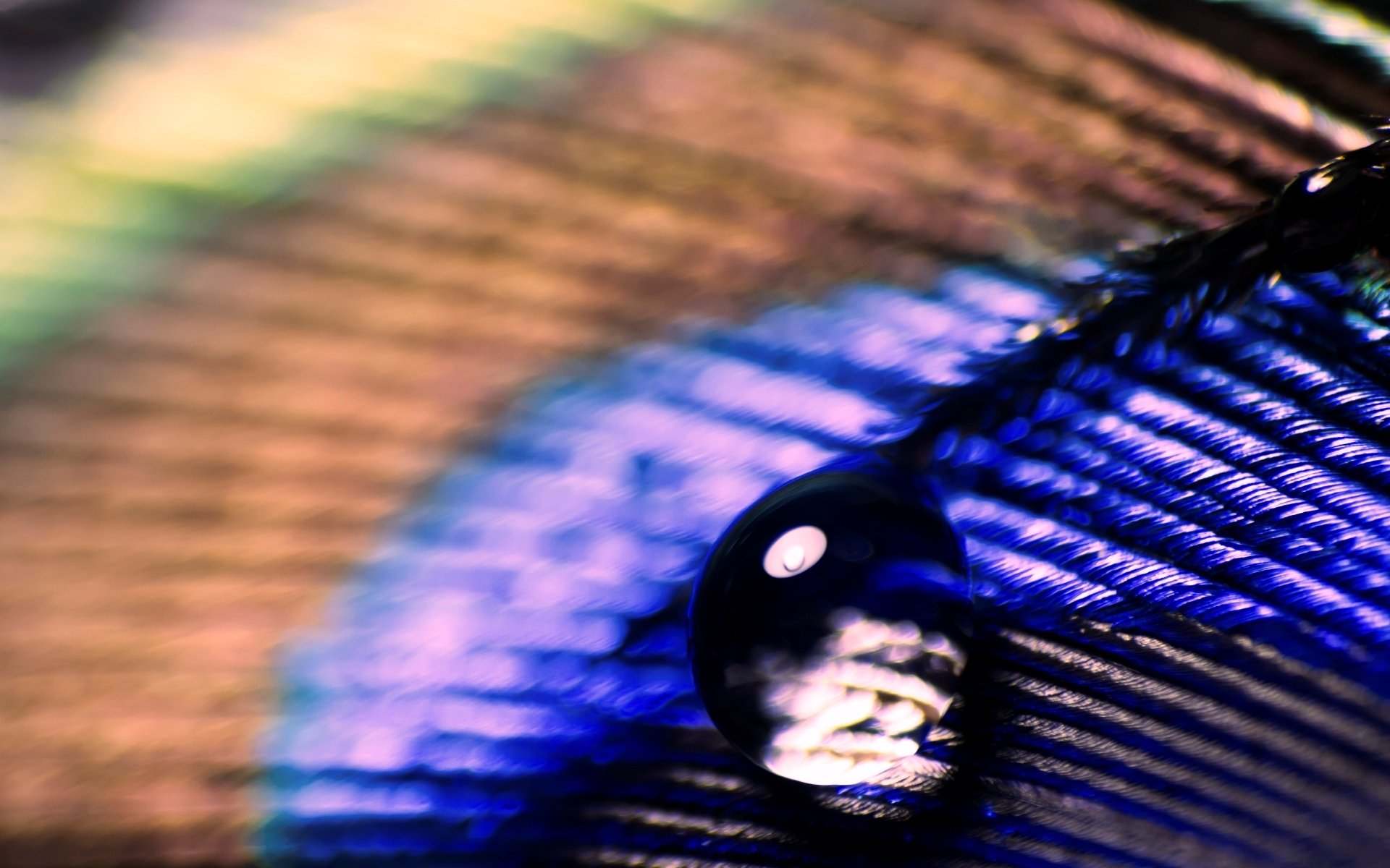 close up feather peacock drop drops water rosa color blur background macro wallpaper widescreen full screen hd wallpaper