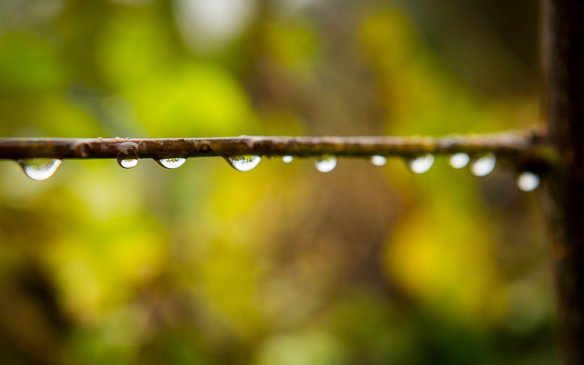 macro gouttes eau rosée branche flou bokeh macro fond d écran écran large plein écran écran large arrière-plan