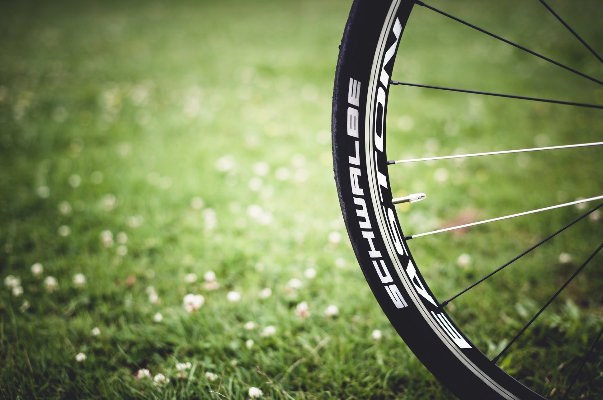 macro mood wheel grass greenery meadow nature background flowers flower flower pink petals wallpaper widescreen fullscreen widescreen widescreen