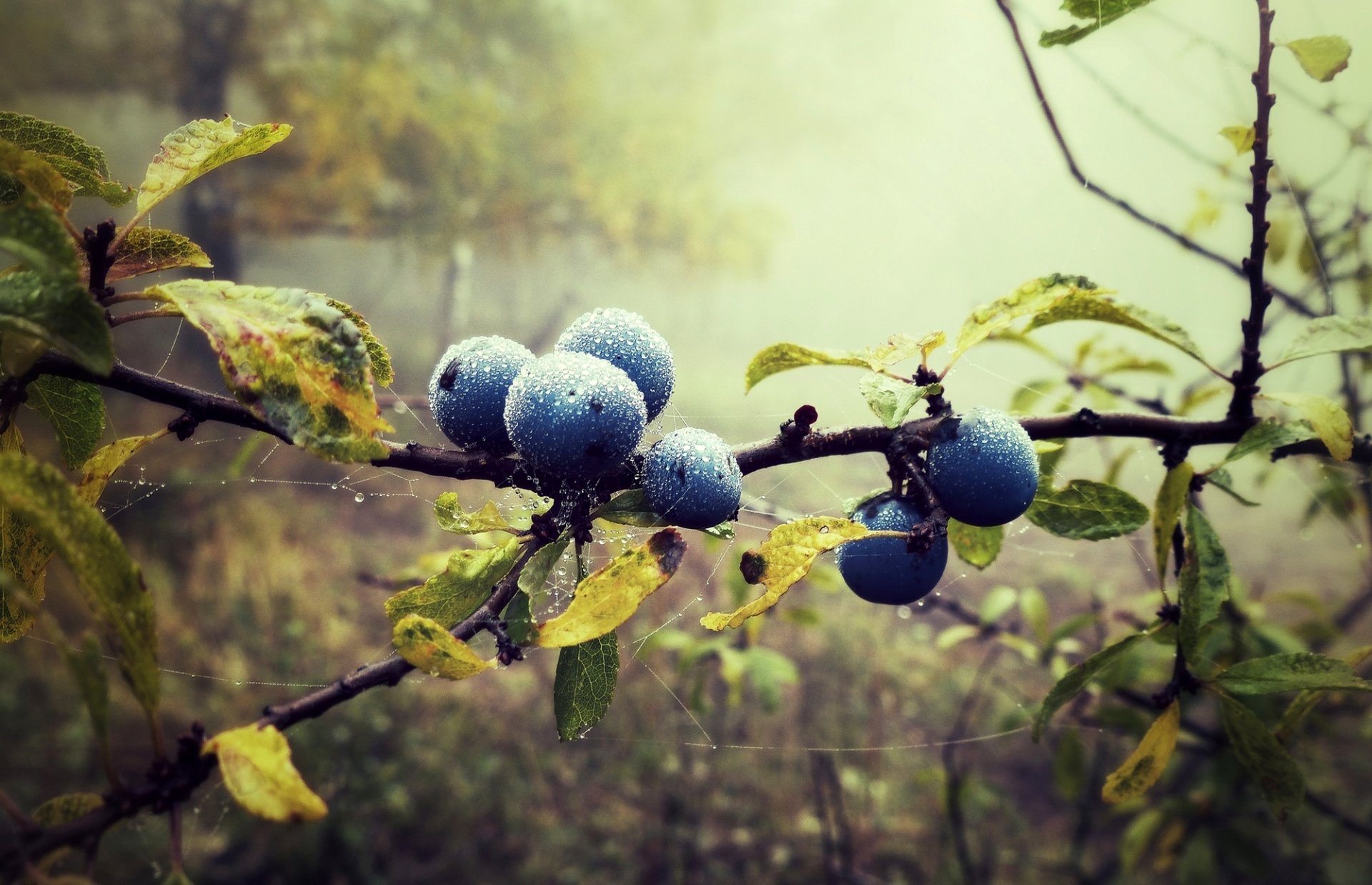 arándanos arándanos bayas gotas telarañas rama hojas bosque naturaleza niebla