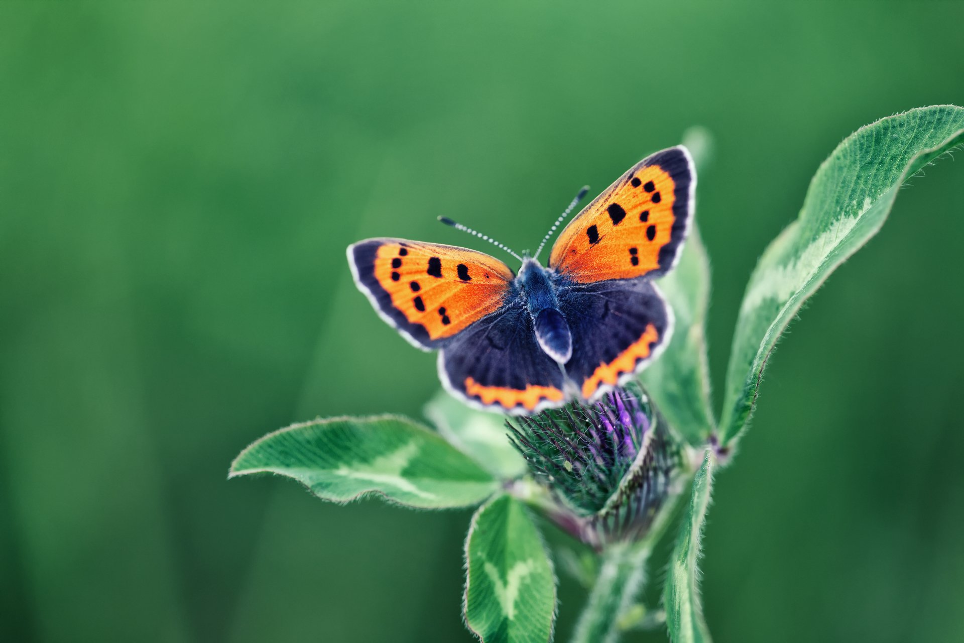 makro motyl owad kwiat