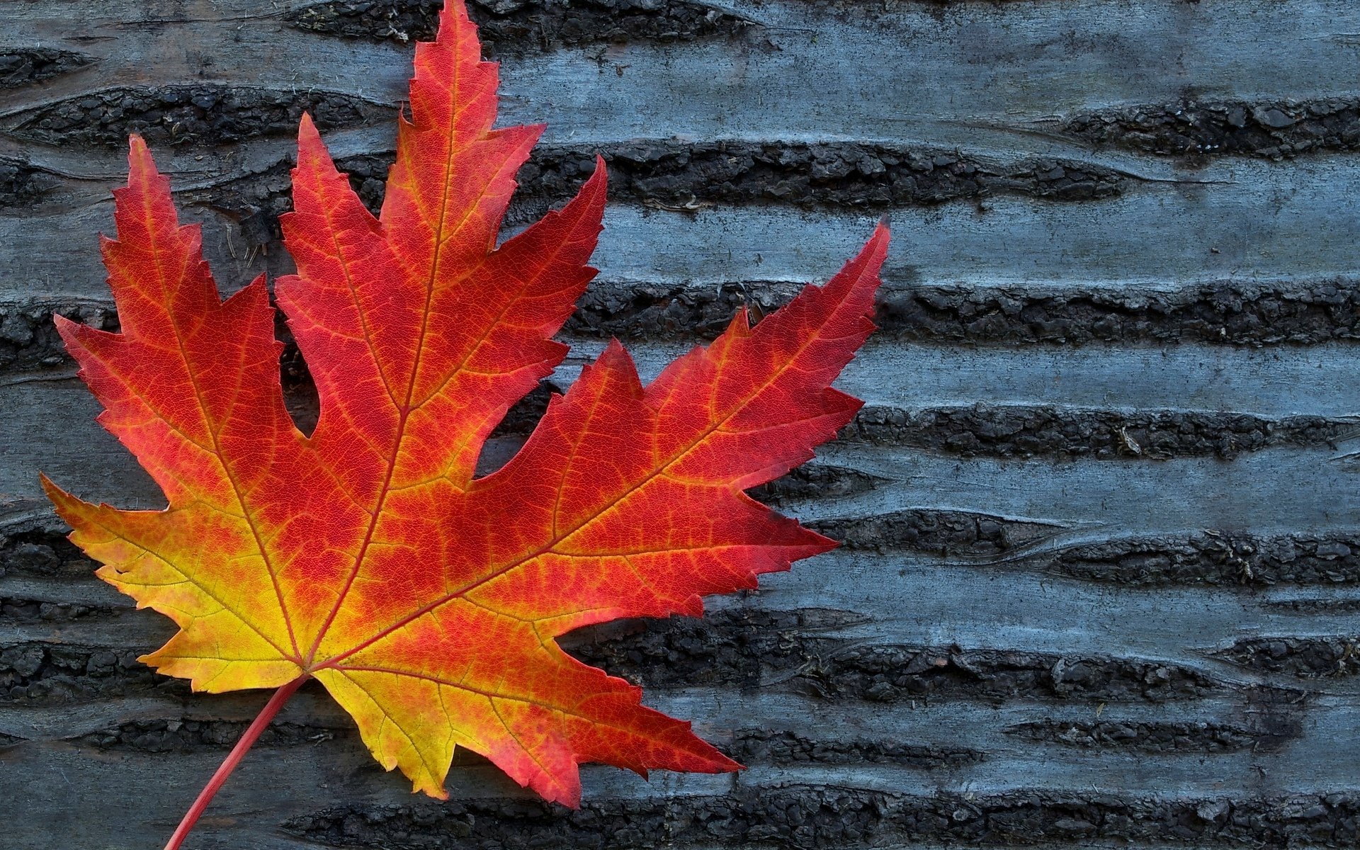 macro leaves leaflet leaflet shape red tree background wallpaper widescreen fullscreen widescreen widescreen