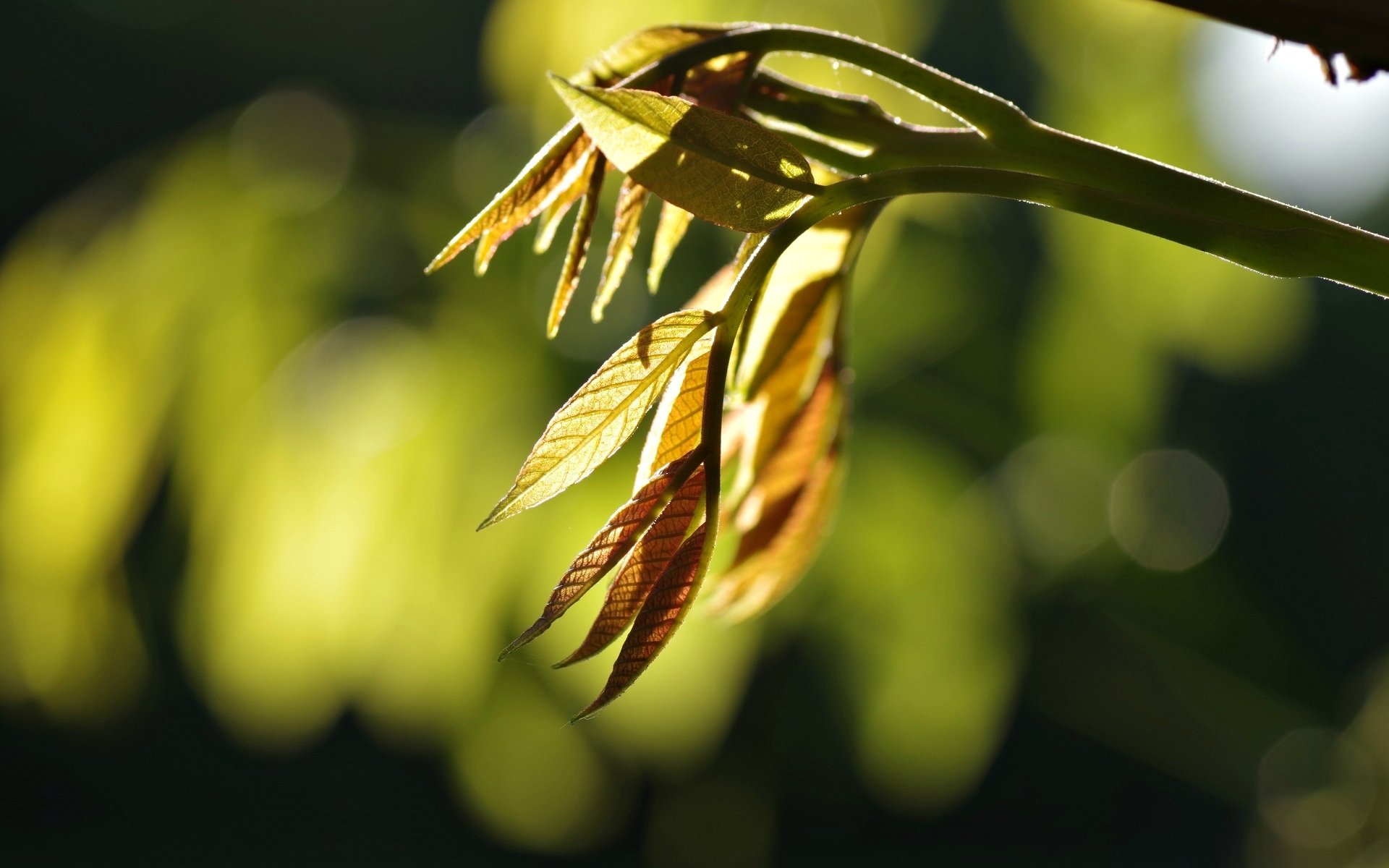 macro feuilles folioles feuilles branche arbre arbres bokeh flou macro laisser joliment fond papier peint écran large plein écran écran large écran large