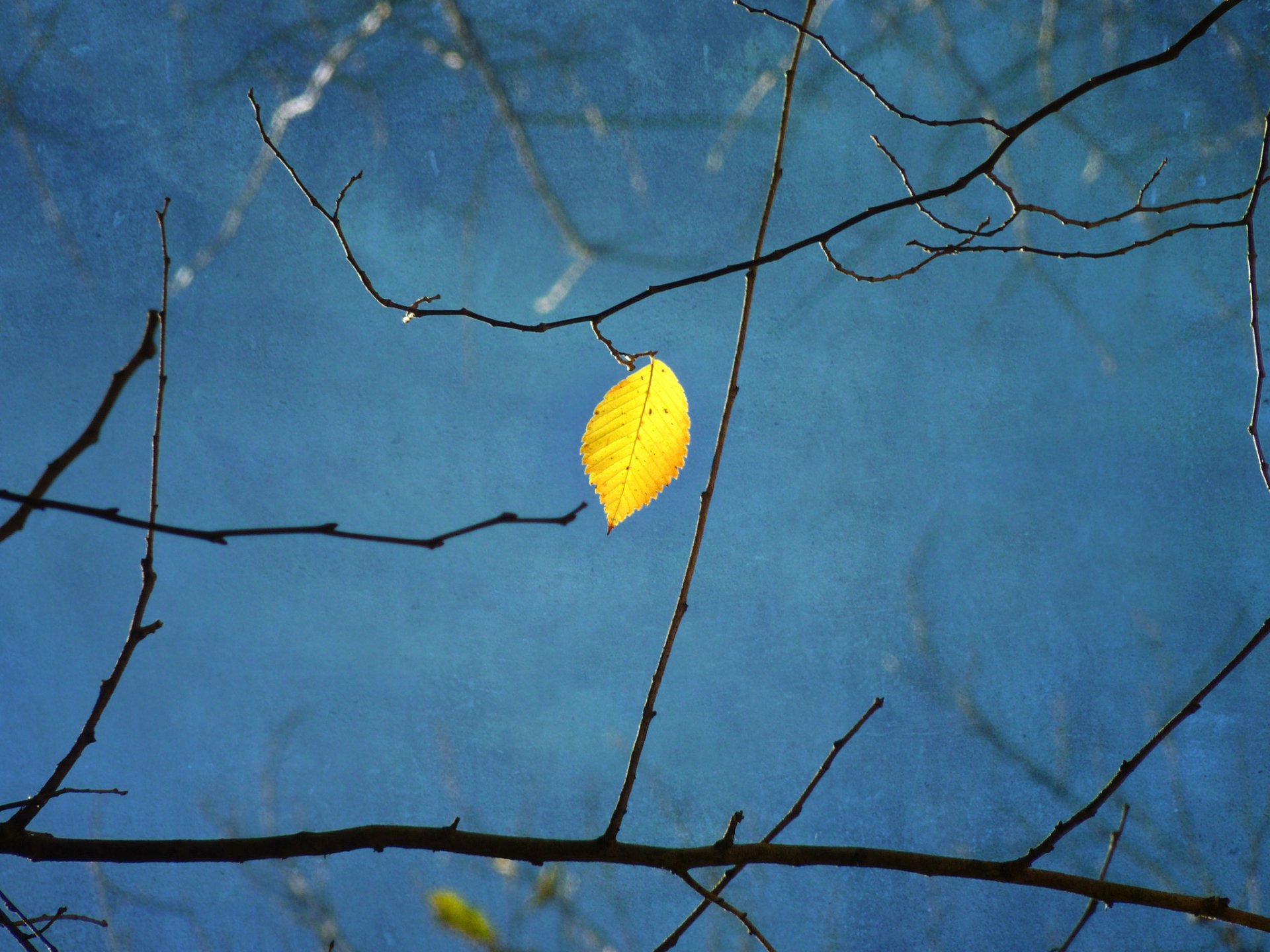 albero rami foglia giallo sfondo blu