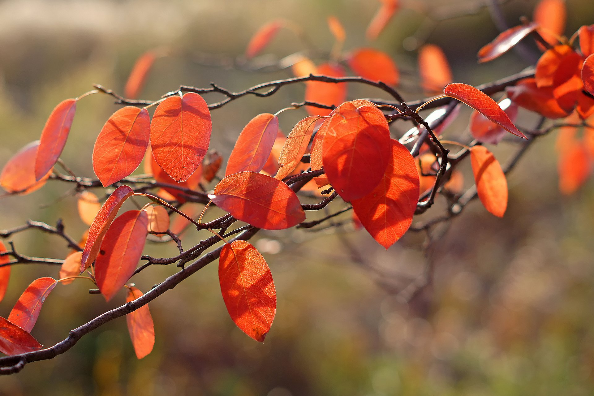 gros plan automne branche feuillage orange lumière