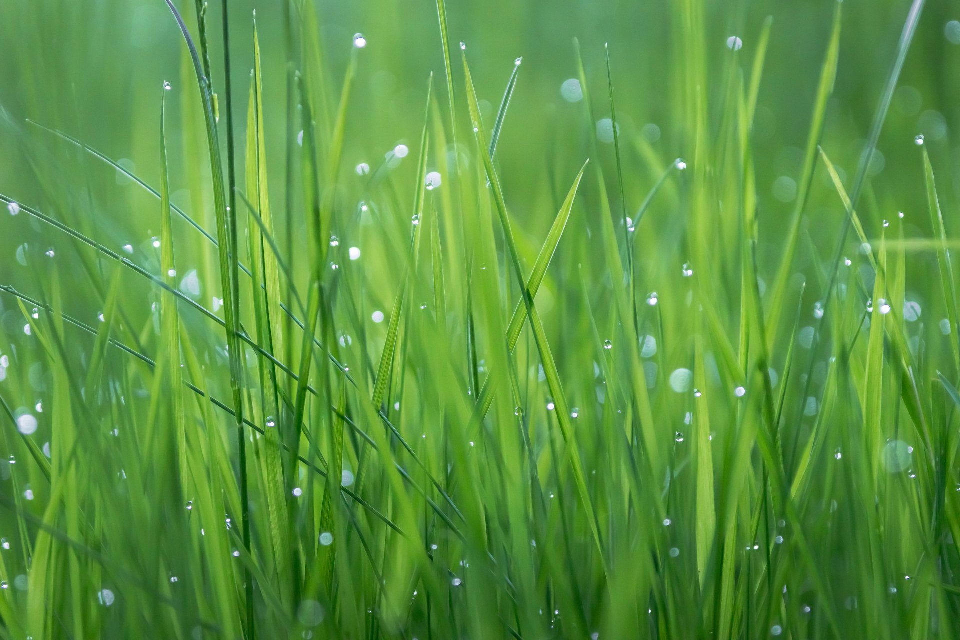 prairie herbe plante texture gouttes rosée