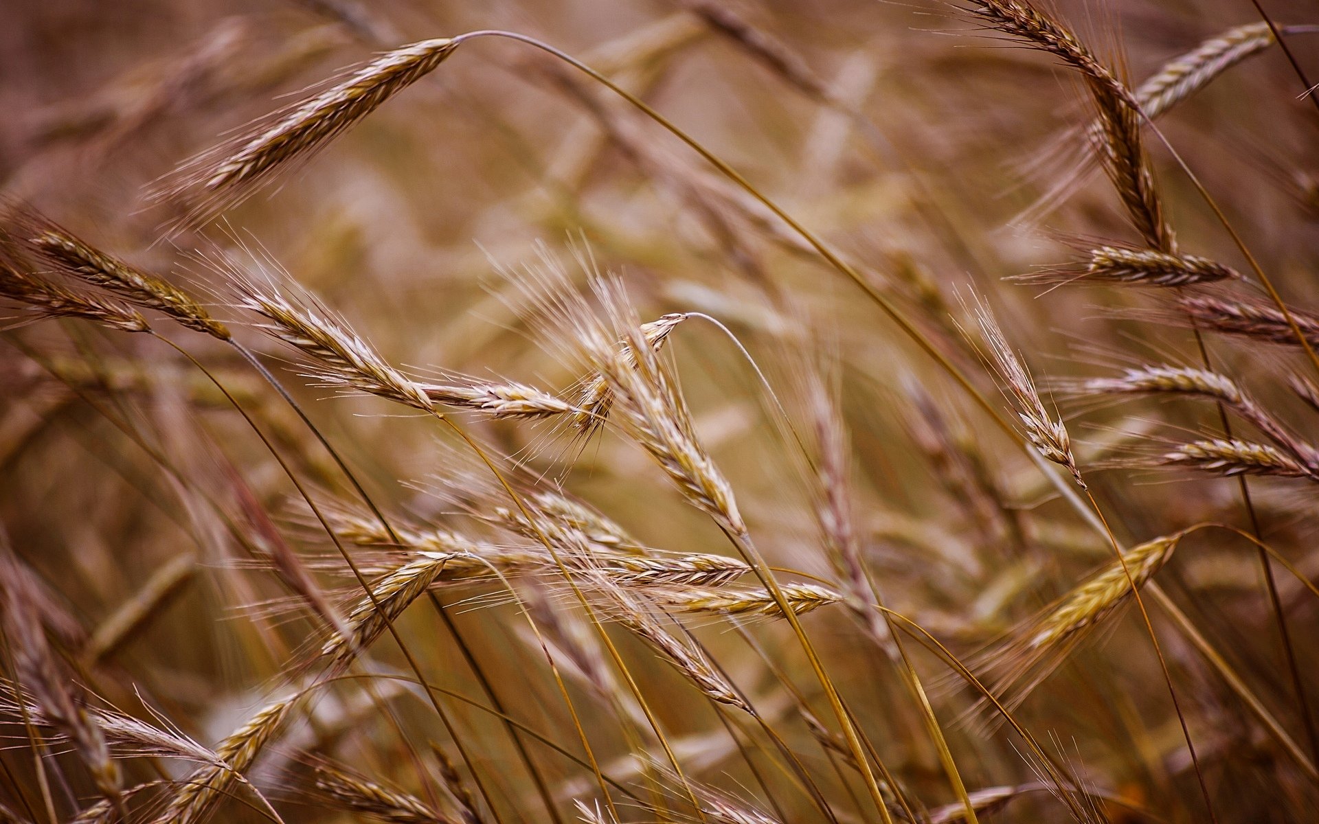 macro campo grano segale sfondo macro carta da parati widescreen schermo intero widescreen widescreen