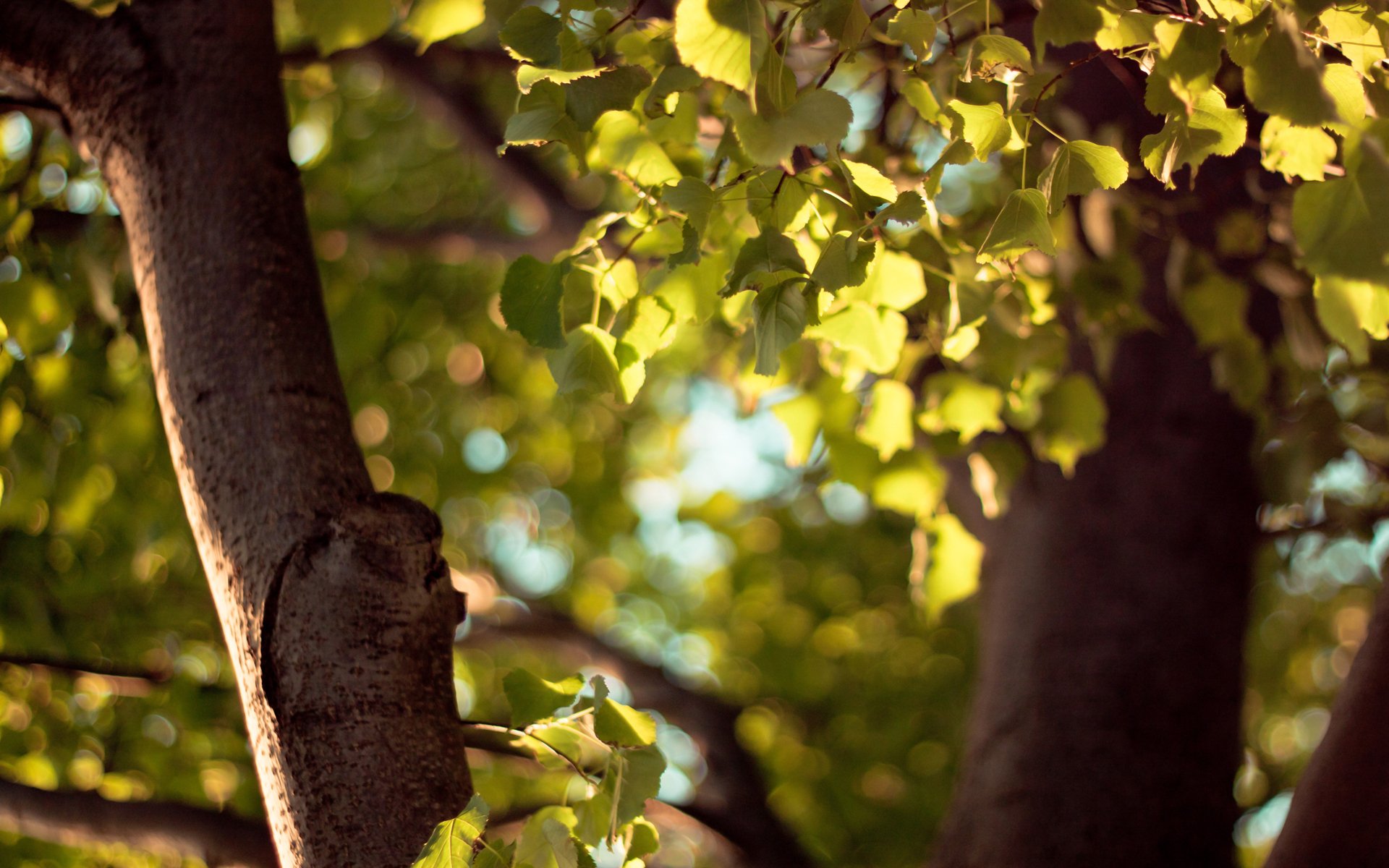 macro bokeh autunno foglie foglia albero giallo verde lente messa a fuoco macro bokeh tronco foglia foglie fogliame messa a fuoco sfocatura sfondo del desktop marrone autunno carta da parati widescreen carta da parati bella foto caldo