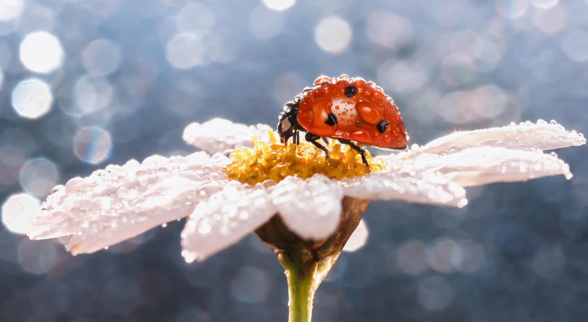 gros plan insecte coccinelle rosée gouttes camomille fleur