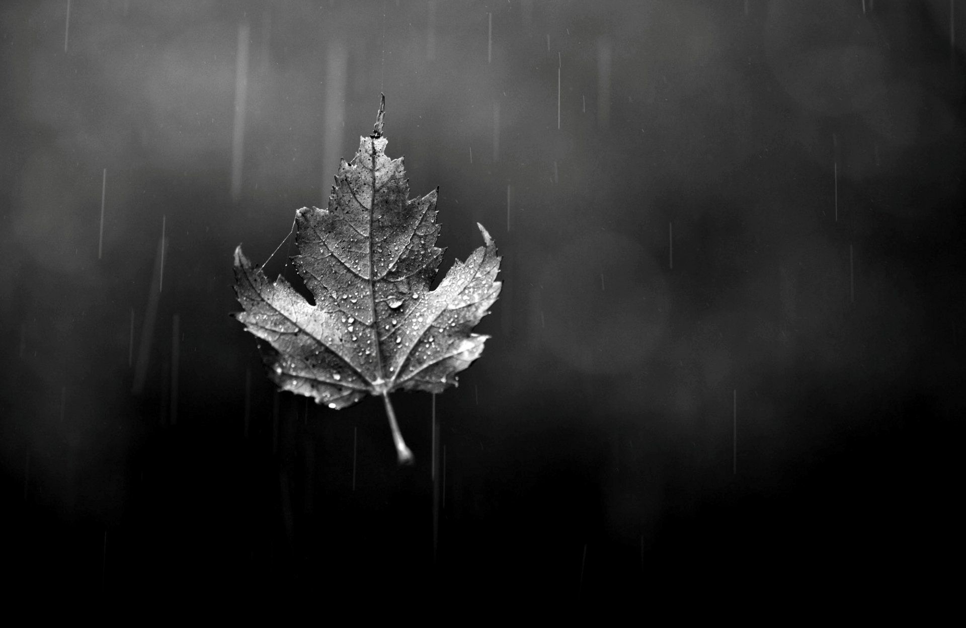 hoja hoja gotas bokeh vidrio lluvia otoño blanco y negro