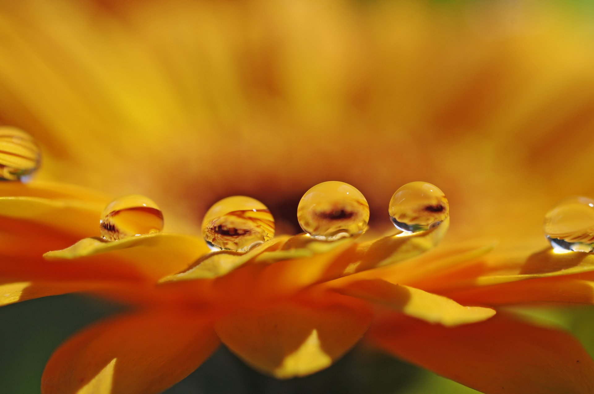 flor pétalos gotas agua macro