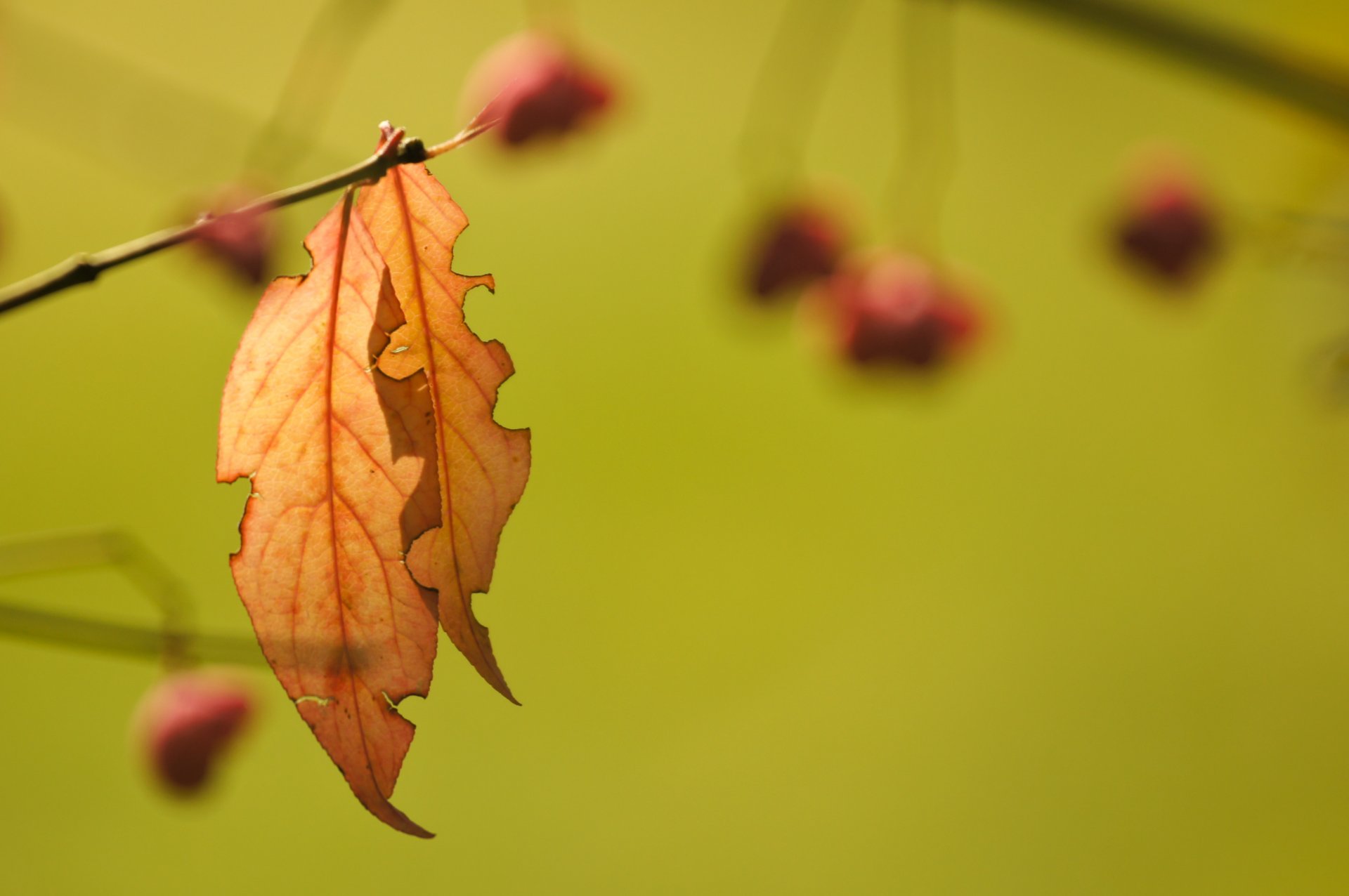 rama hojas otoño fondo