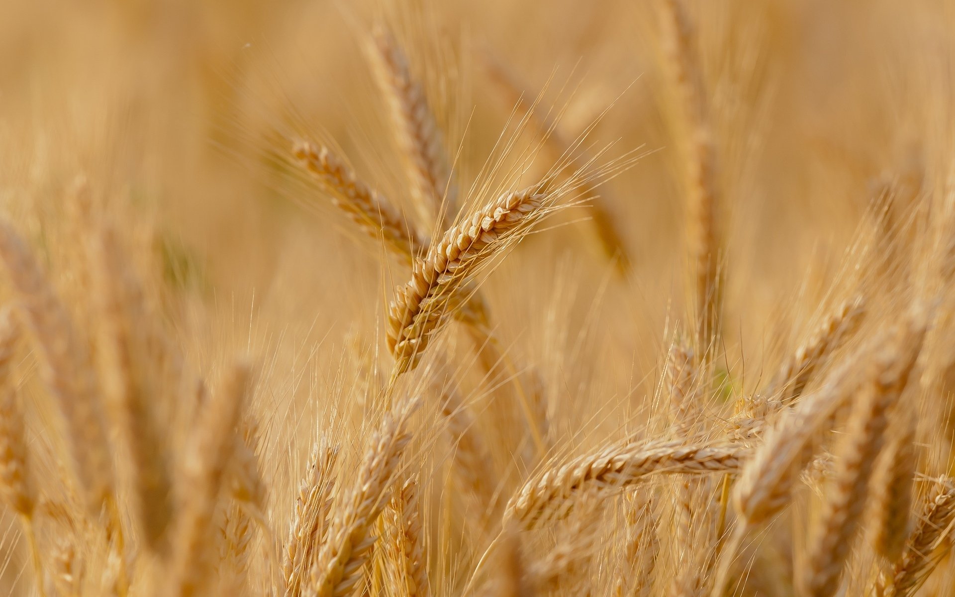 close up wheat rye the field ears spikes spike background wallpaper widescreen full screen hd wallpapers fullscreen