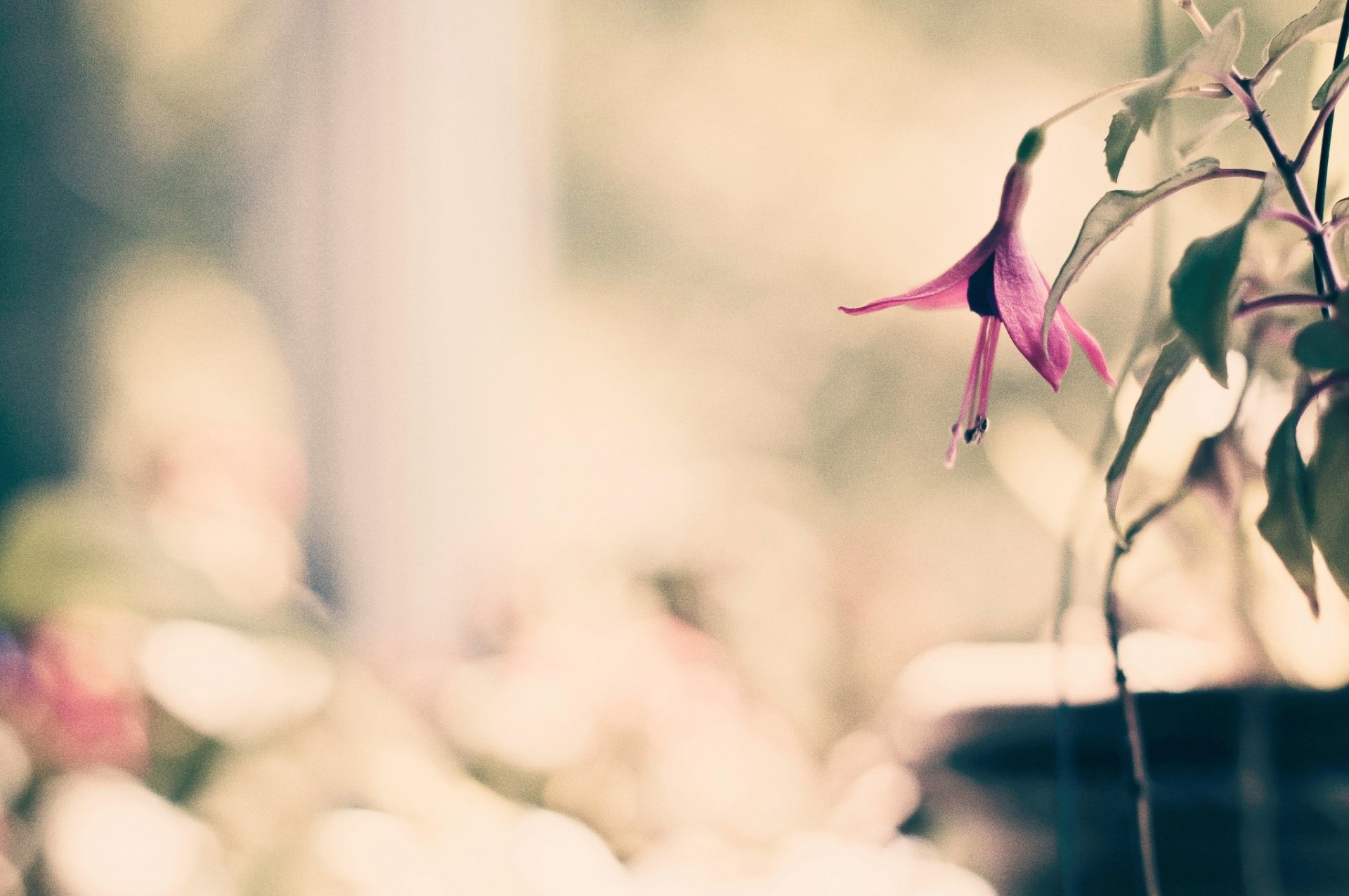 macro flower flower pink leaves blur background flowers petals wallpaper widescreen fullscreen widescreen widescreen