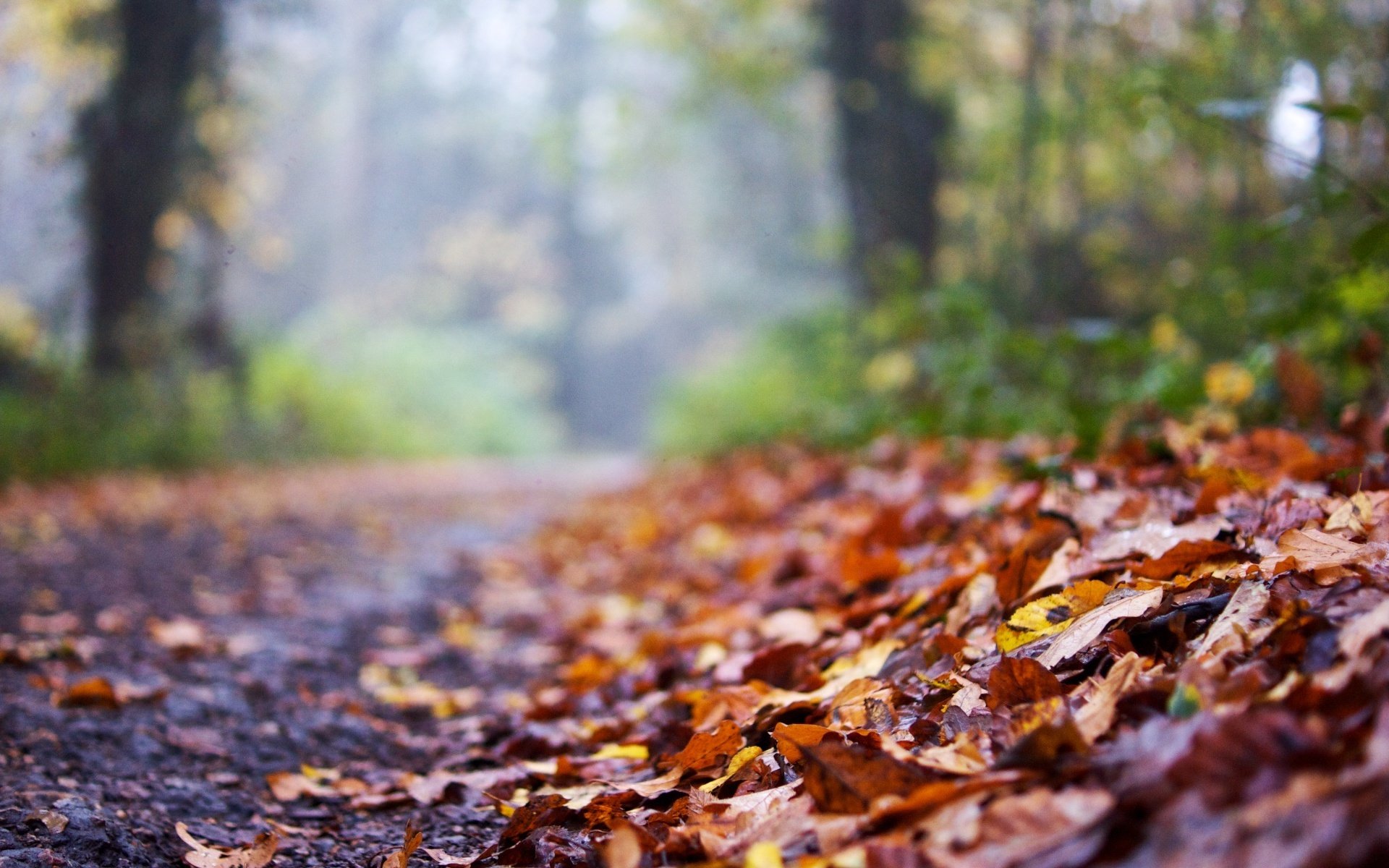 macro foglie volantini autunno strada sfocatura sfondo macro carta da parati widescreen schermo intero widescreen widescreen