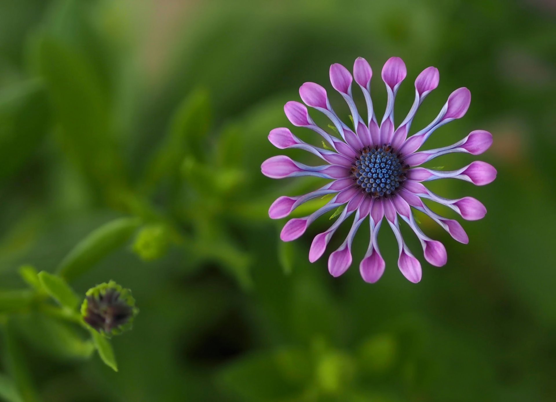 osteospurmum afrika blume