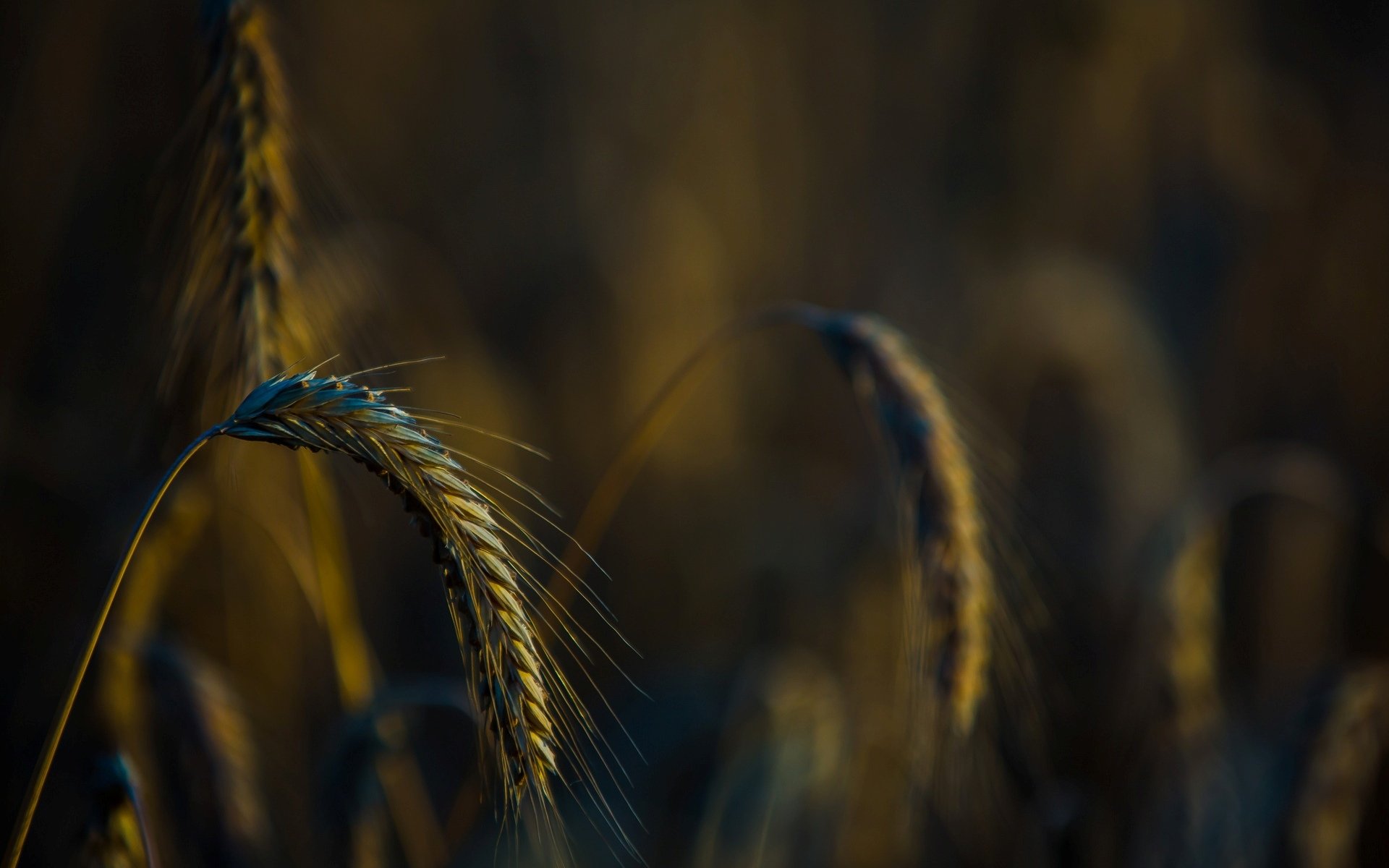 macro wheat rye field macro blur background wallpaper widescreen fullscreen widescreen widescreen