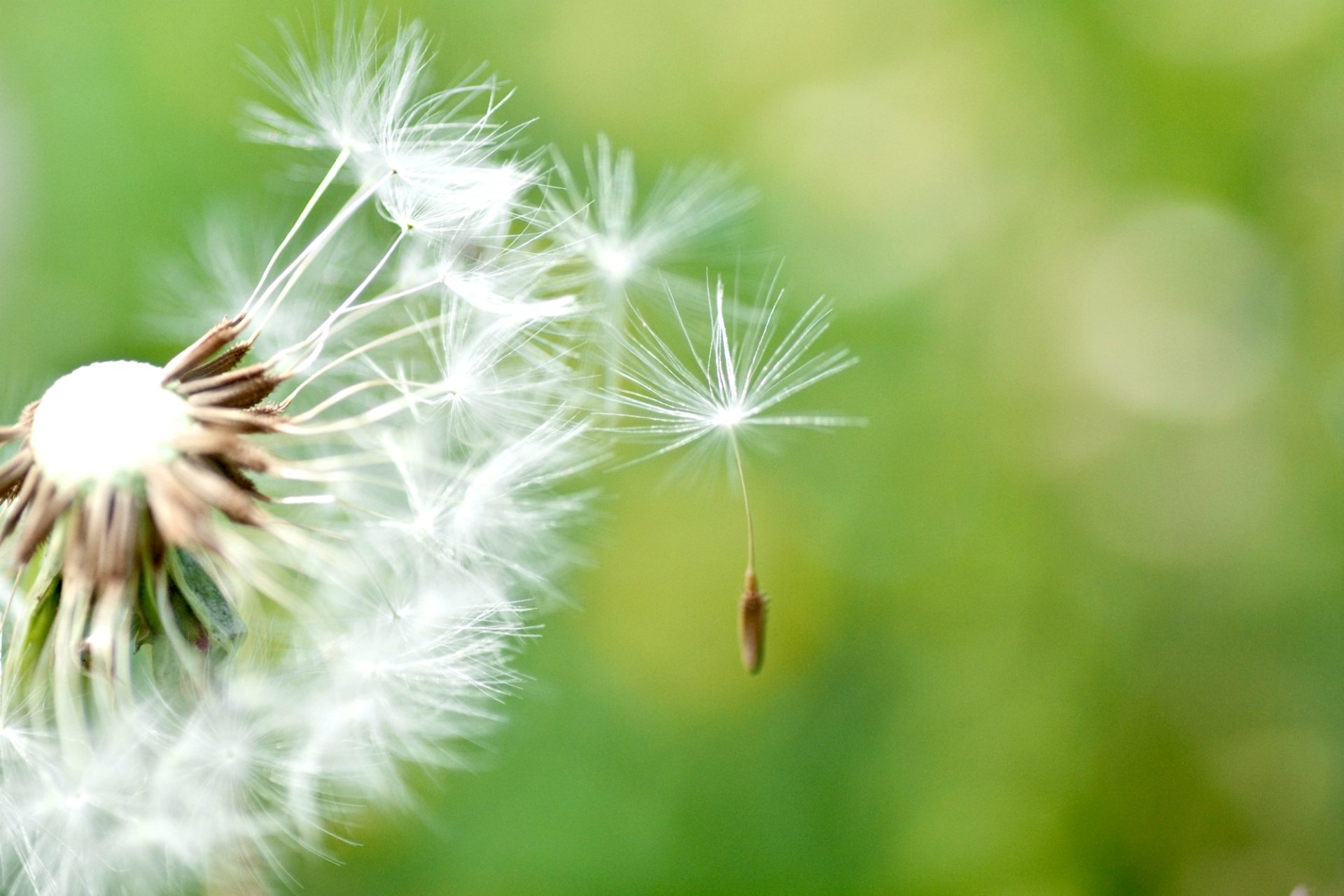 close up dandelion green background wallpaper widescreen full screen hd wallpapers background