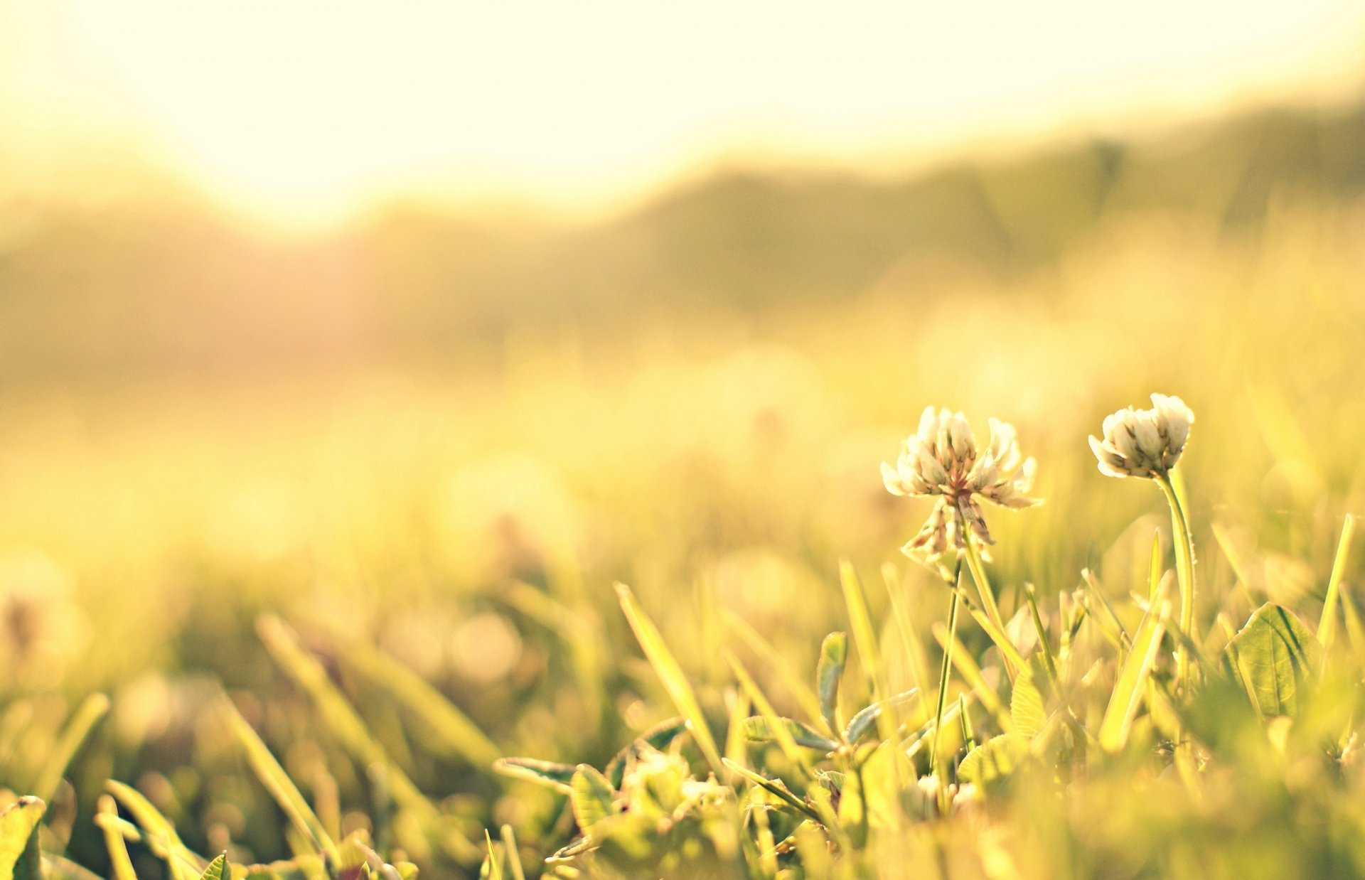 macro grass greenery meadow flower flower sun background flowers pink petals wallpaper widescreen fullscreen widescreen widescreen