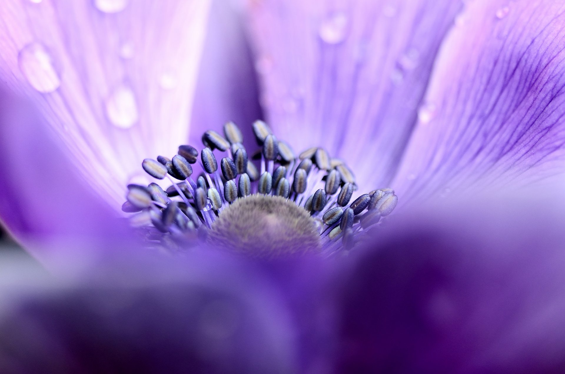 anemone fiore lilla petali goccioline rugiada macro messa a fuoco