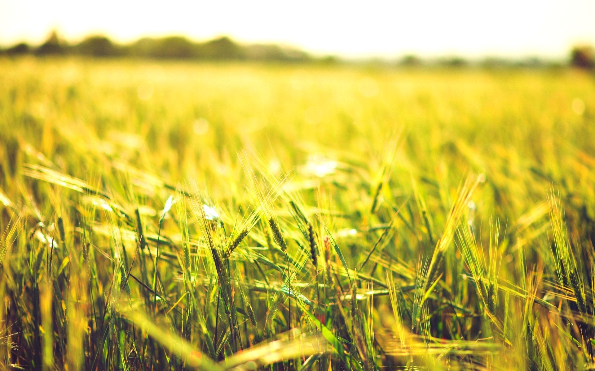 macro field wheat rye ears spikelets sun background wallpaper widescreen fullscreen widescreen widescreen