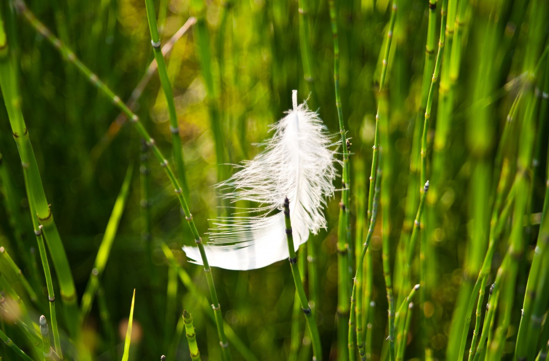 macro erba verde piuma piuma sfocatura sfondo carta da parati widescreen schermo intero widescreen