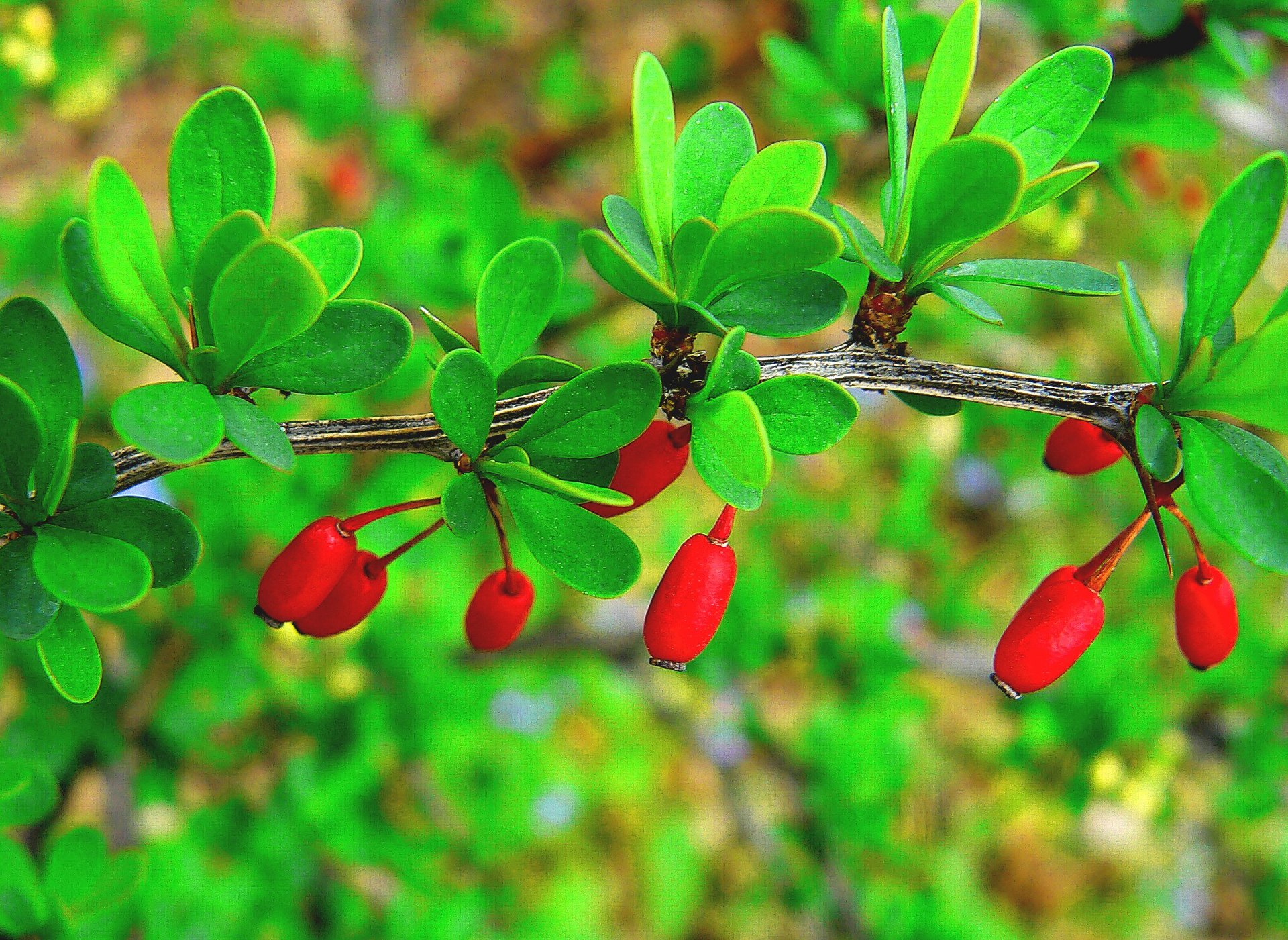 cornejo rama hojas frutas bayas