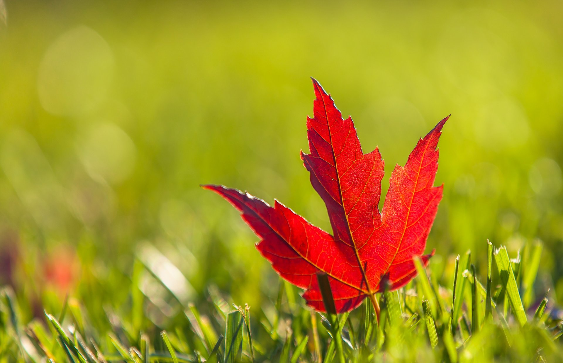 feuille rouge bourgogne érable herbe automne