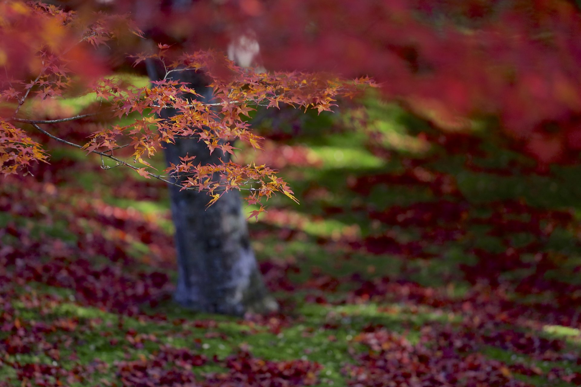 arbre érable rouge orange feuilles automne macro mise au point flou