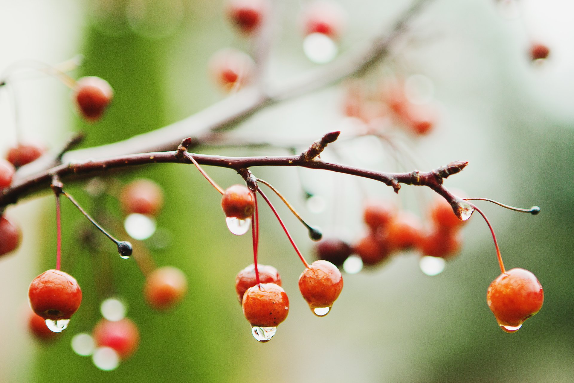 gros plan humide cerises baies branche pluie