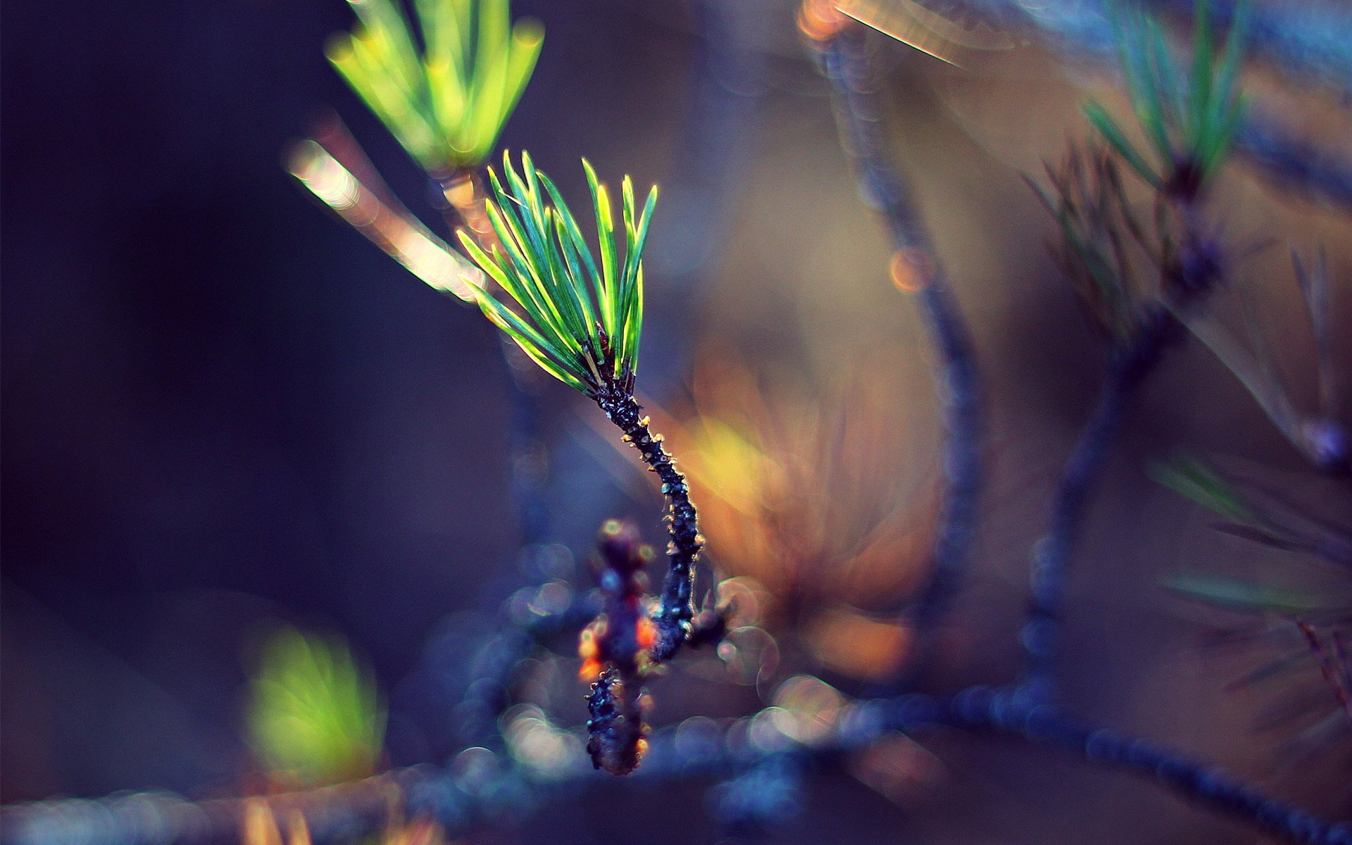 gros plan brindille aiguilles verdure pousse bokeh