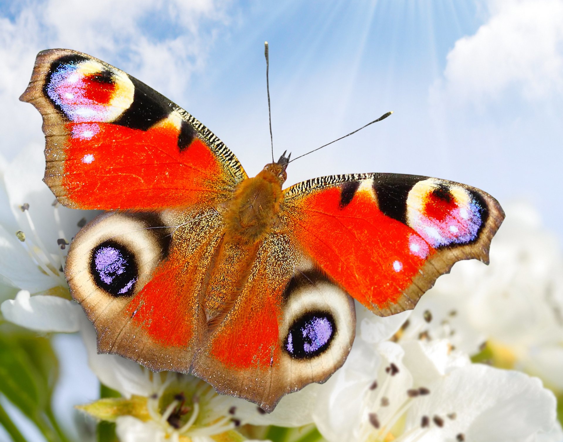 natura farfalla primo piano fiori cielo