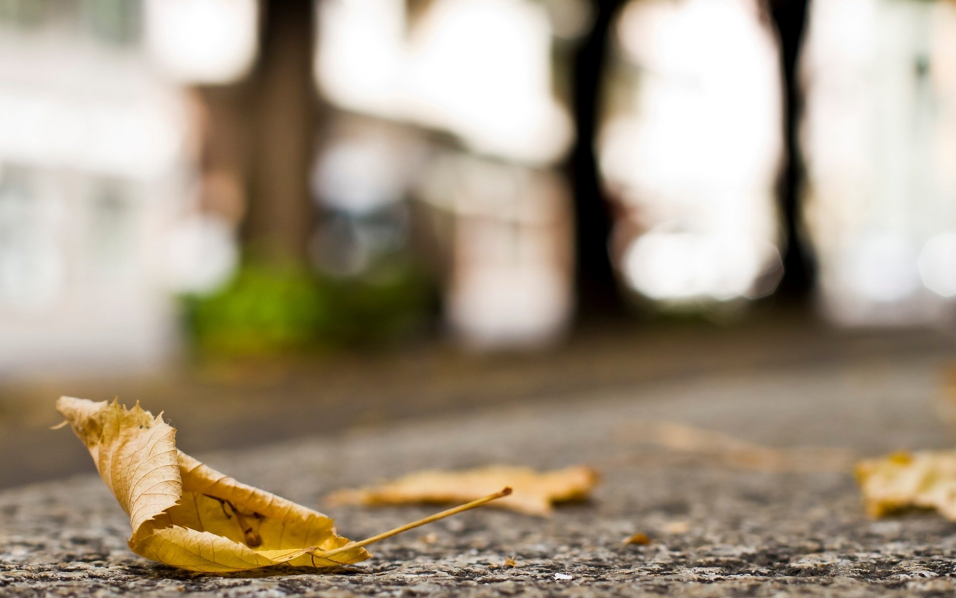 macro foglia foglia giallo foglie autunno terra asfalto sfocatura sfondo carta da parati widescreen schermo intero widescreen widescreen