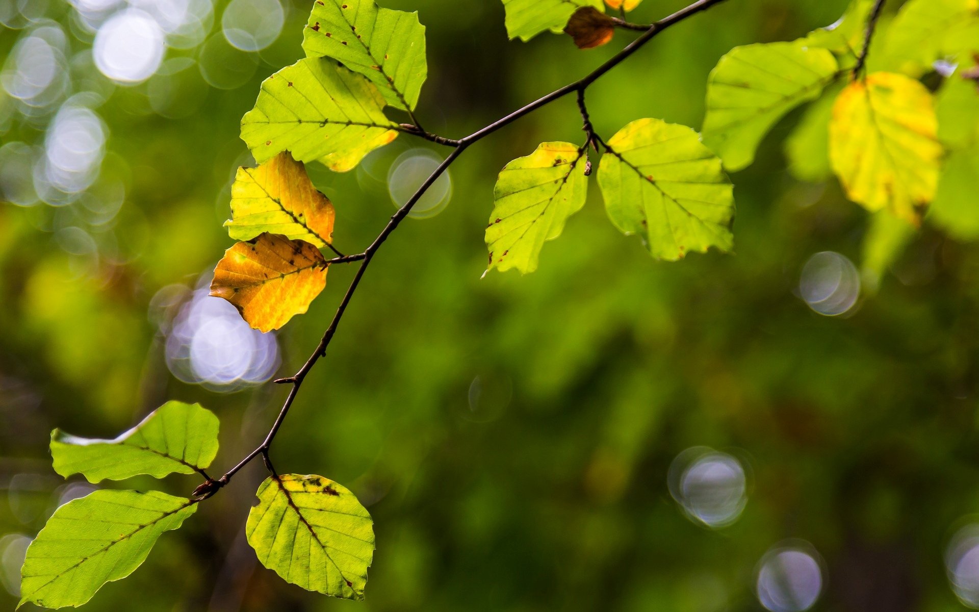 macro foglia foglie foglioline giallo ramo albero sfocatura sfondo carta da parati widescreen schermo intero widescreen widescreen