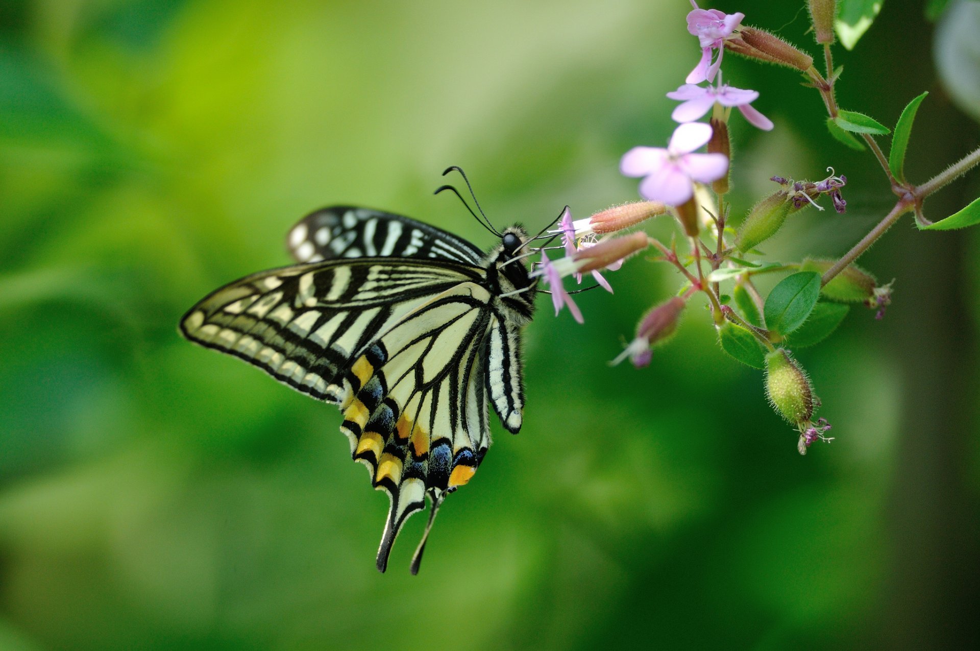 kwiaty motyl machaon tło