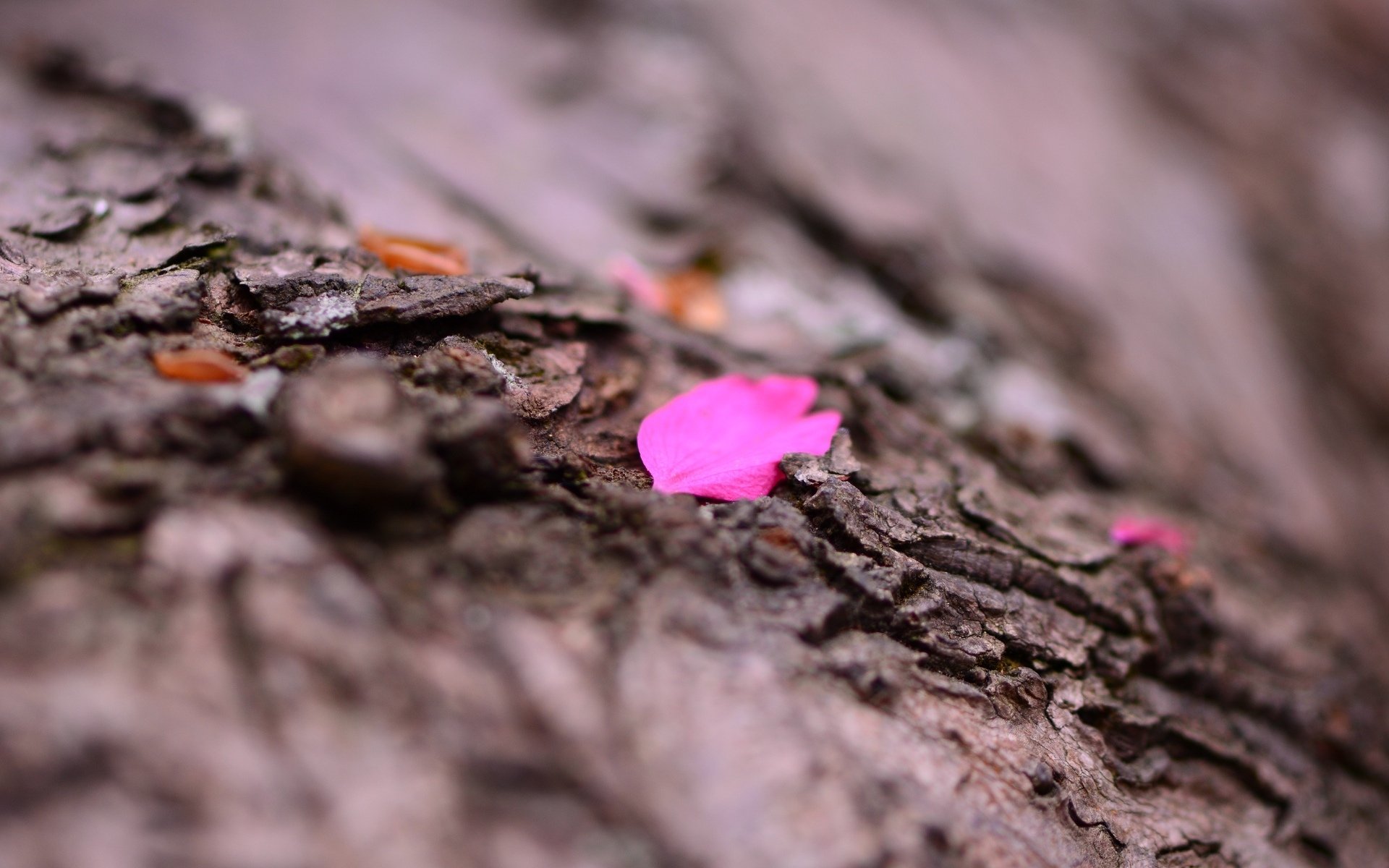 makro blütenblatt blume rinde baum hintergrund makro tapete widescreen vollbild widescreen widescreen