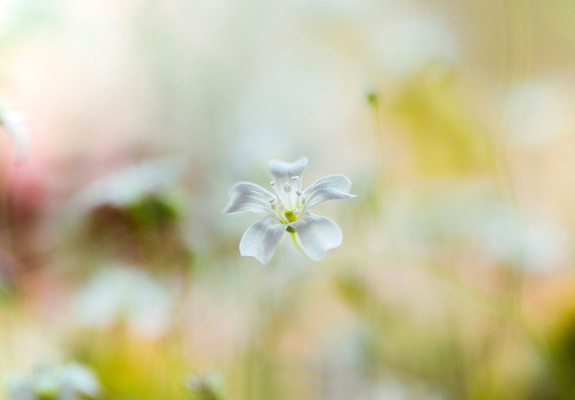 flower flower white background blur