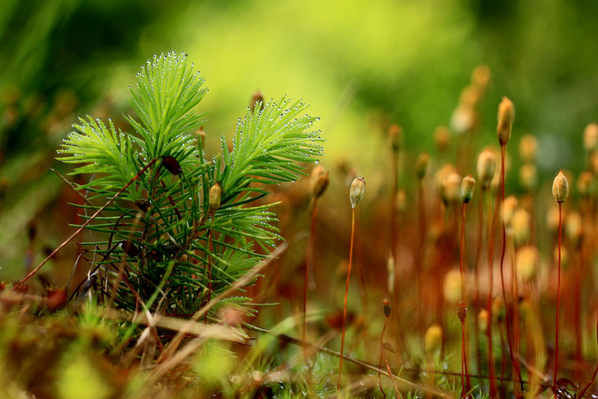 plantas musgo gotas rocío fondo