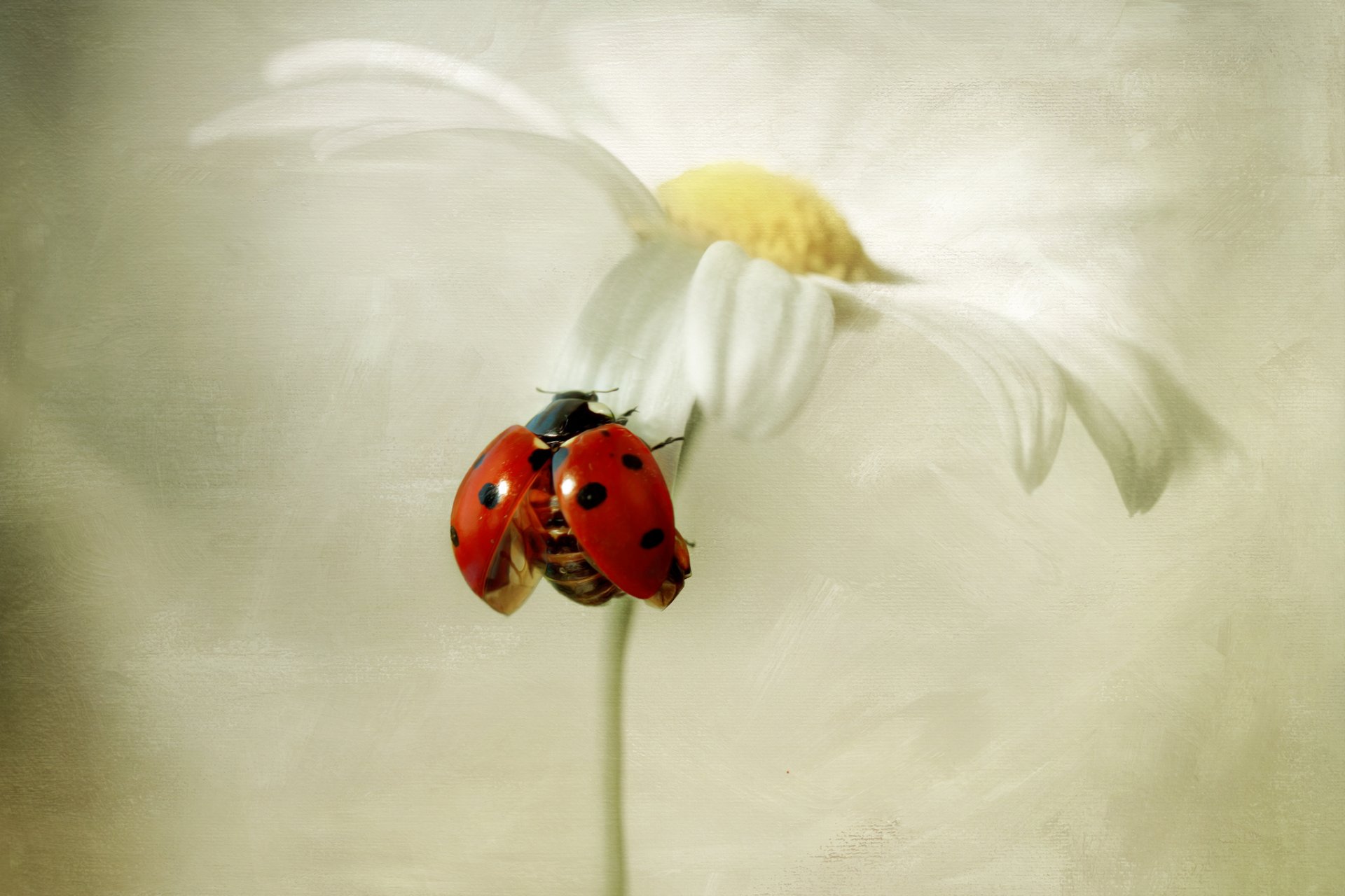 fleur camomille blanc coccinelle