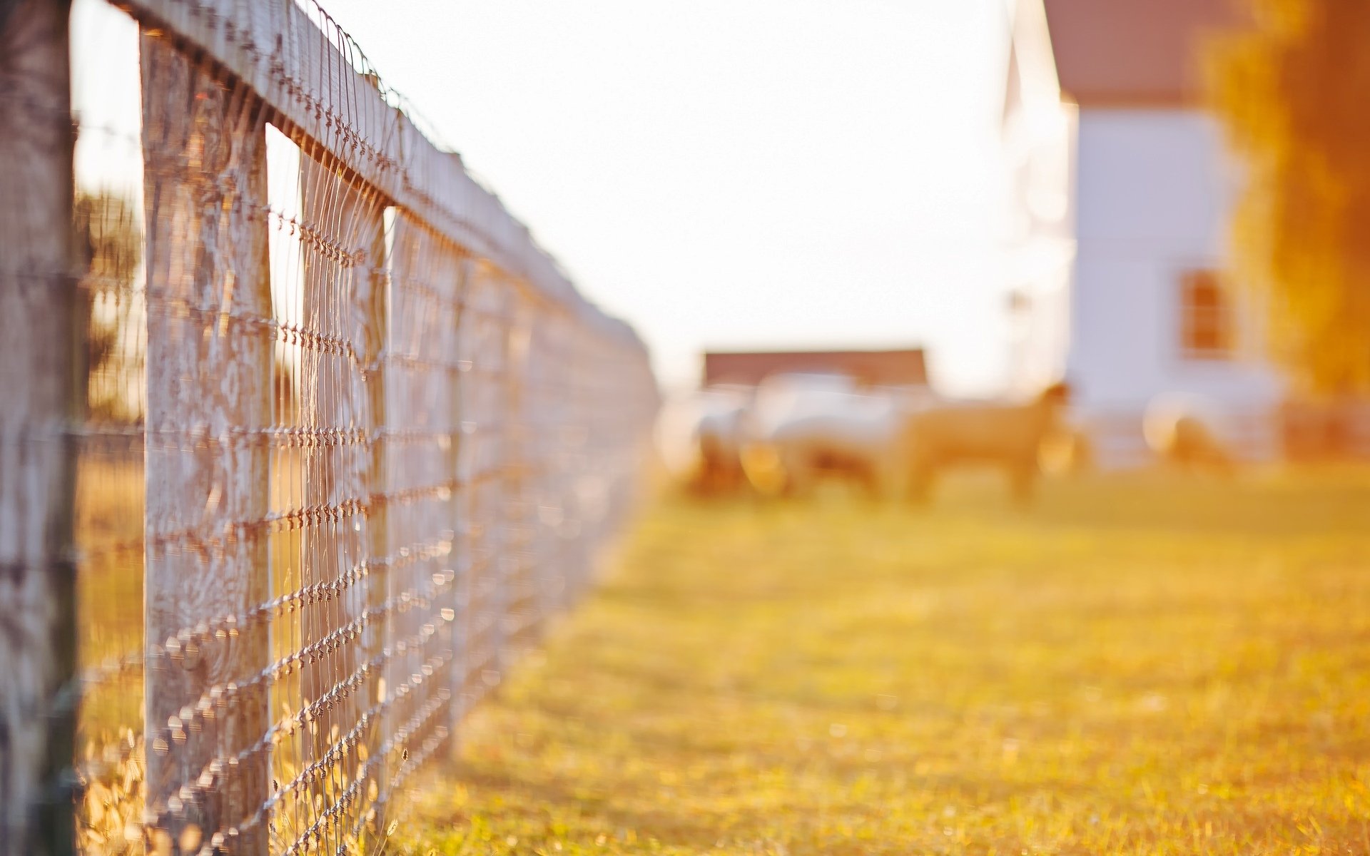 macro fence fence fence nature greenery grass trees leaves house sun day macro tree background wallpaper widescreen fullscreen widescreen